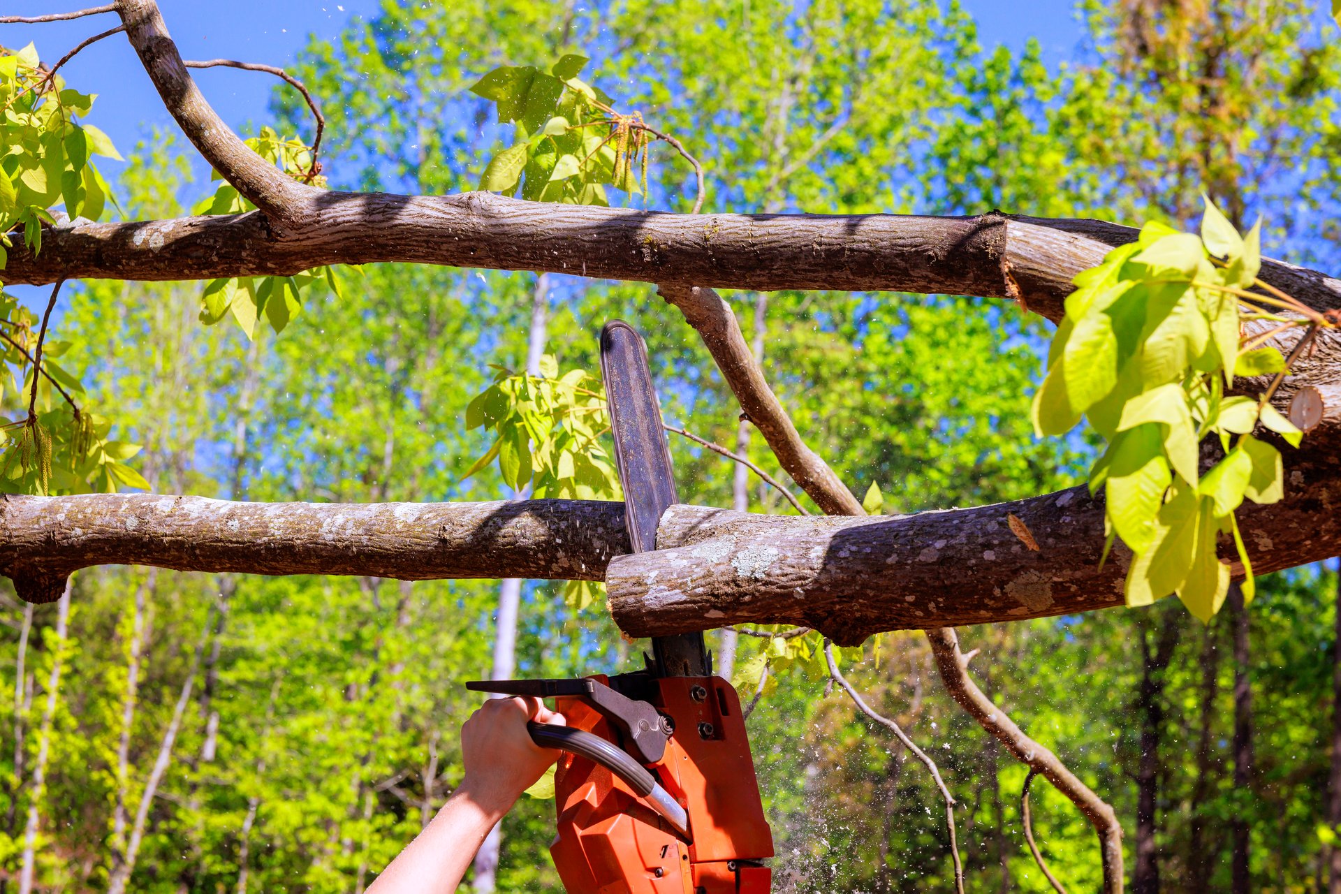 Person uses saw to cut large branch from tree in vibrant green forest on works day.