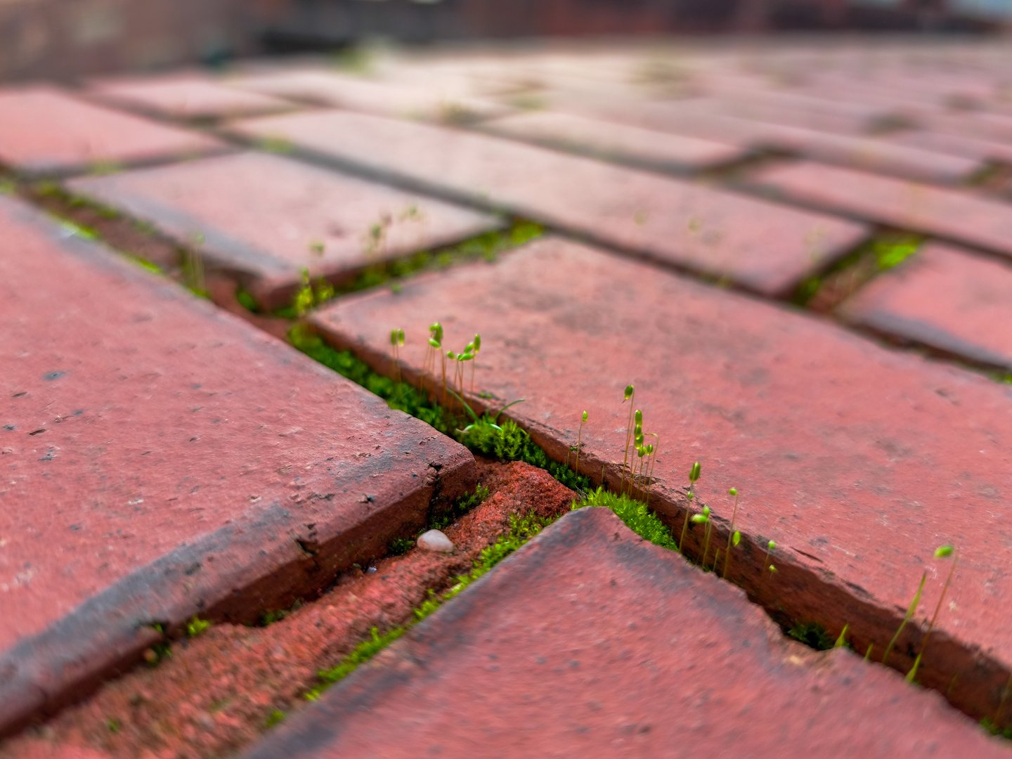 A brick walkway with green moss growing in the cracks. The moss is growing in the cracks of the bricks, and it is a beautiful sight