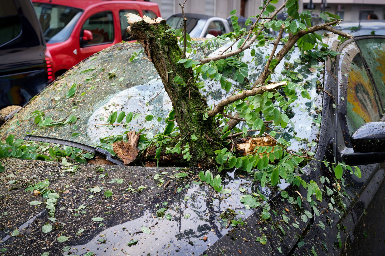 A branch from a fallen black locust tree pierced the windshield of a car after a severe storm