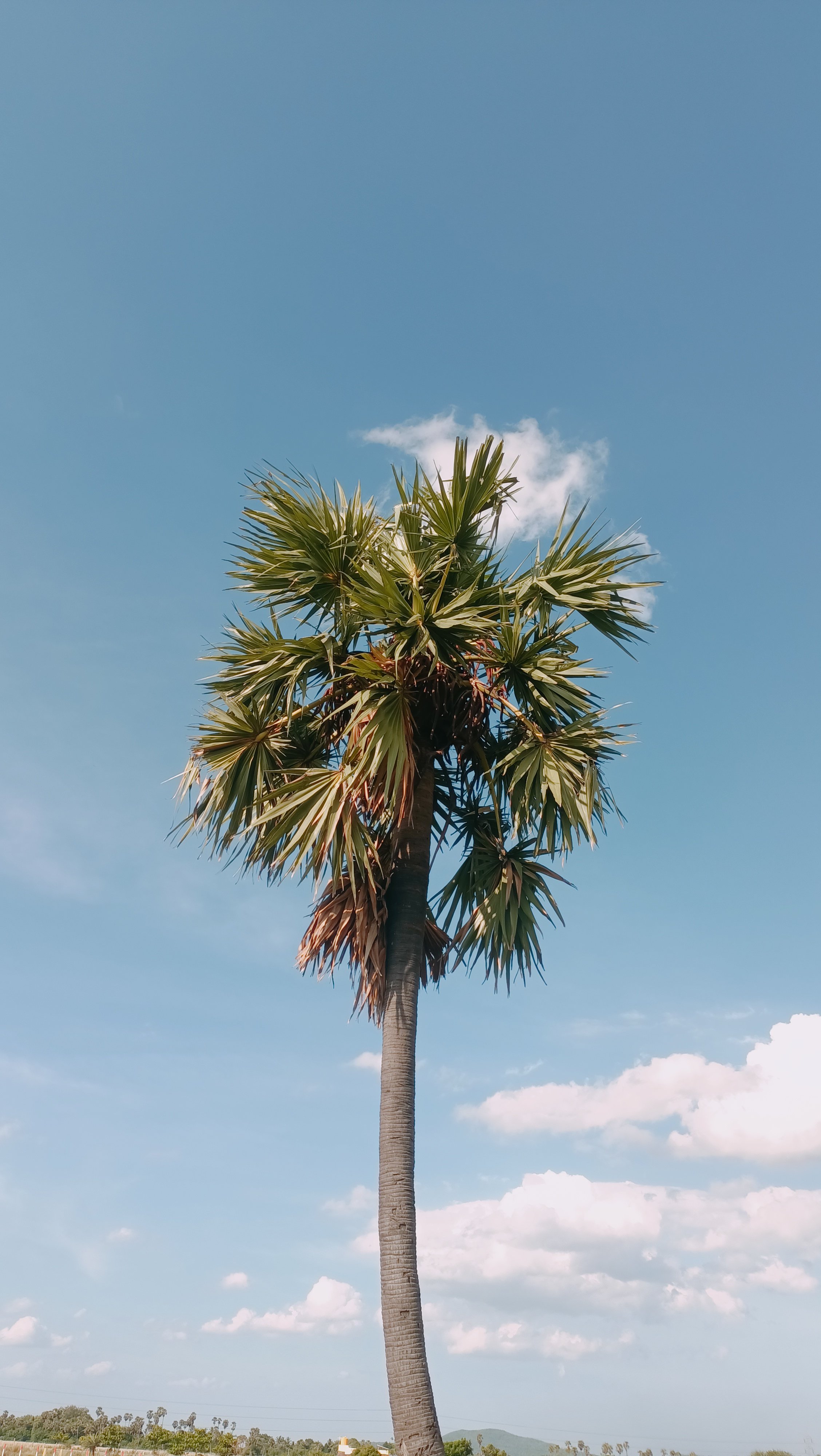 South Carolina Palmetto Tree
