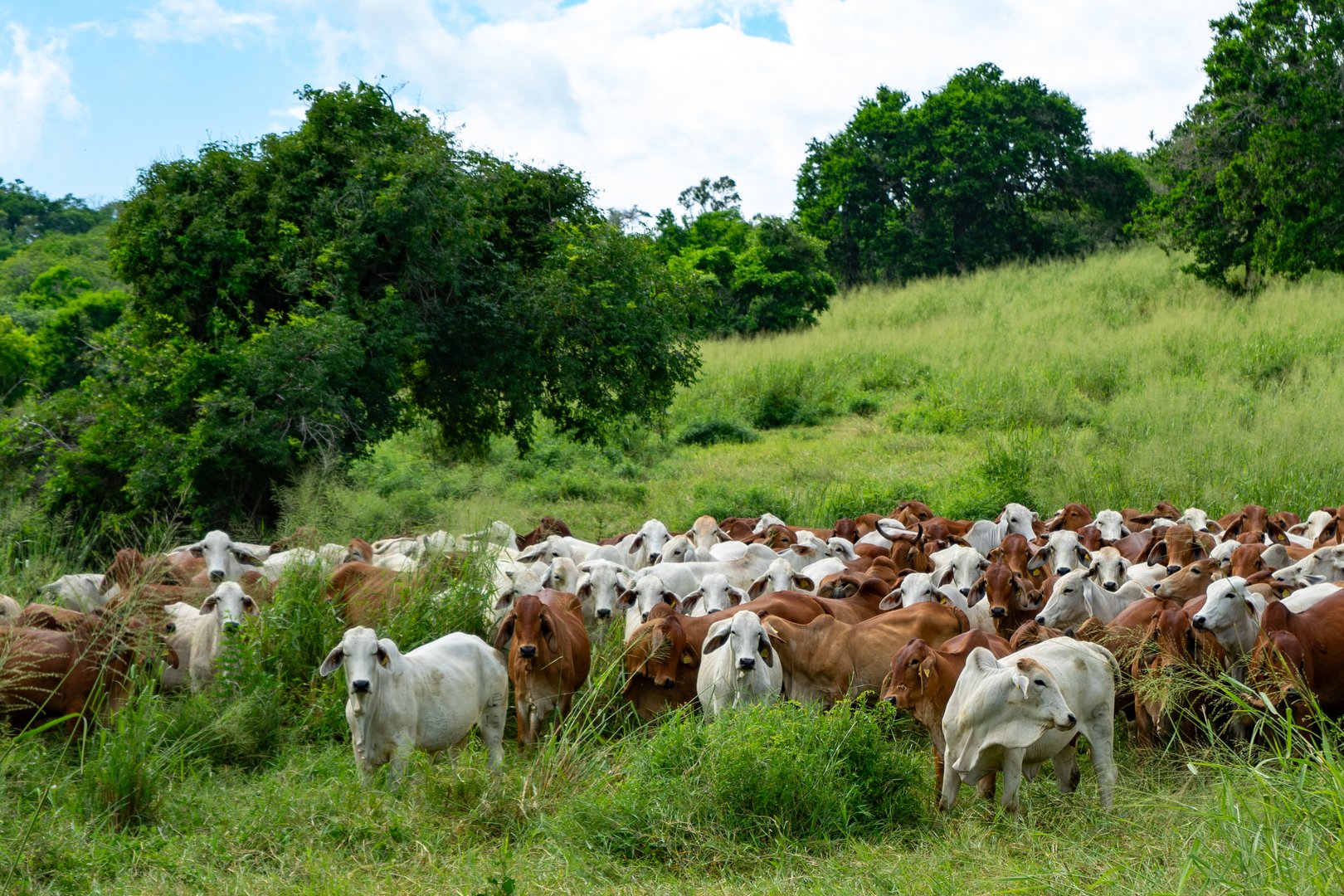 Herd of brown and white cattle grazing on a grassy field with lush trees in the background on a sunny day.