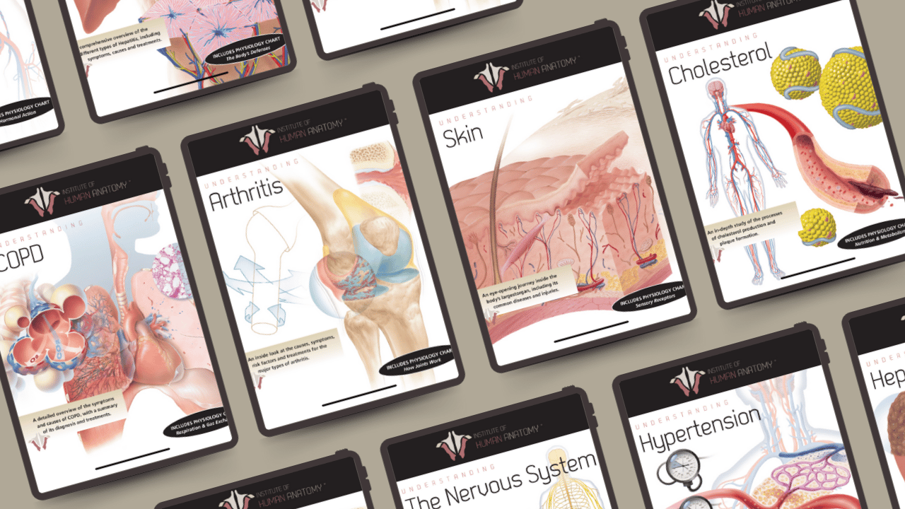 Anatomy Bundle