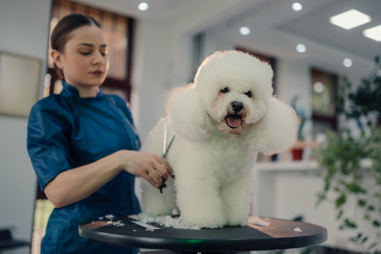 Pet groomer carefully trims the fur of a bichon frise dog, ensuring a stylish and comfortable look for the canine client