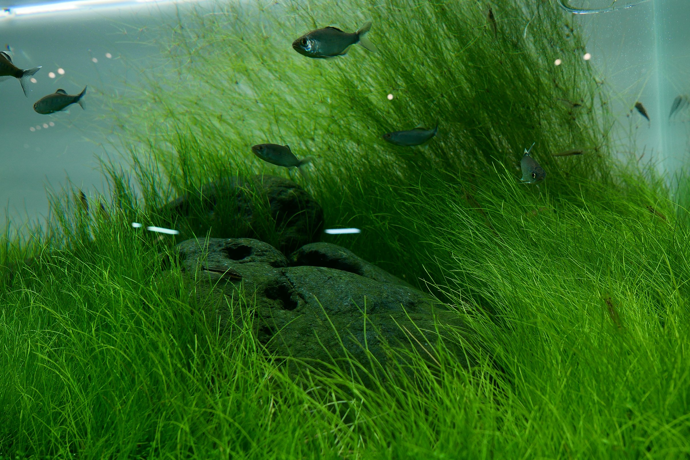 Natural Aquarium Carpet Plants - Professional Aquascaping with Dense Ground Cover Plants