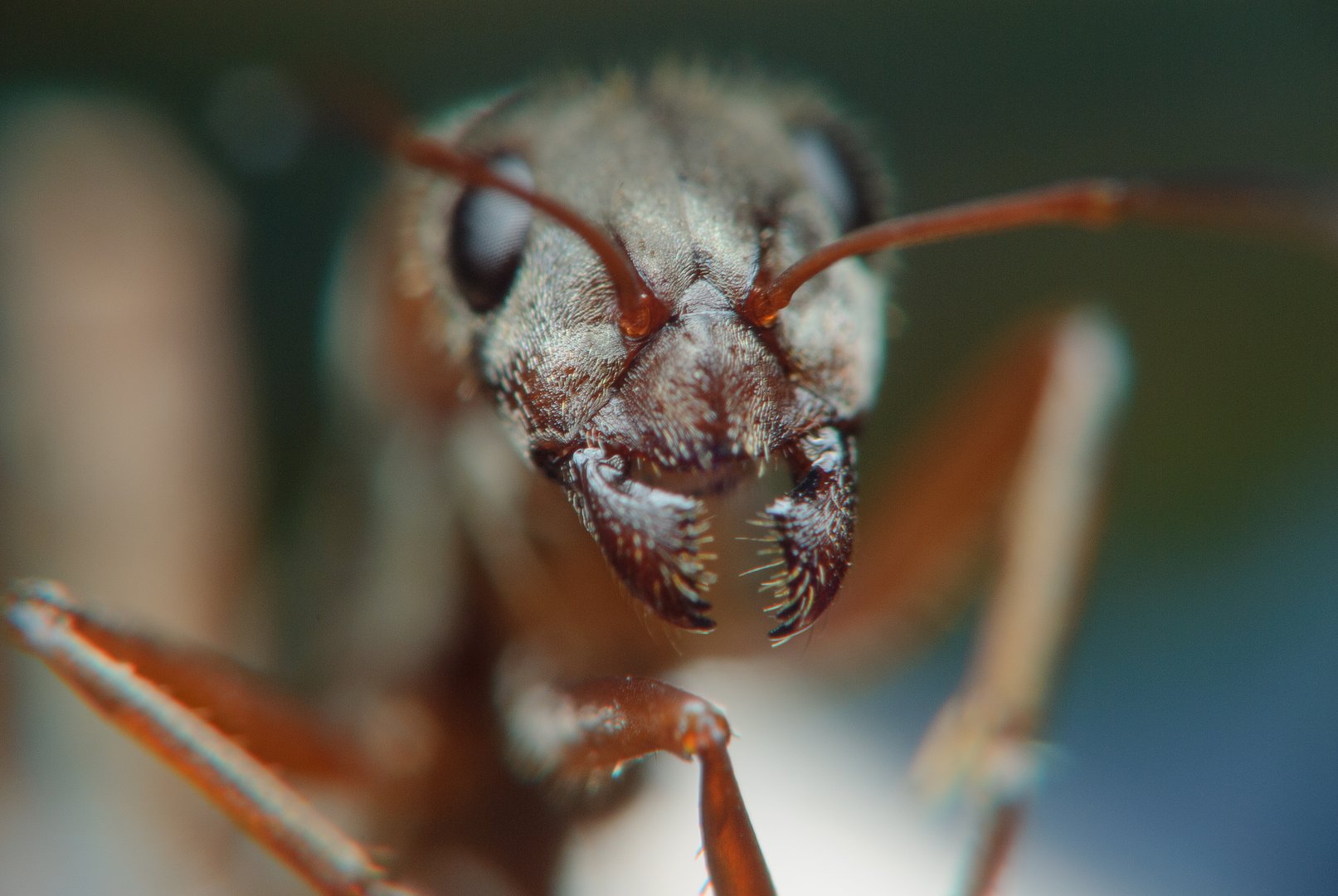Macro shot capturing the detailed texture and features of an ants head and antennas.