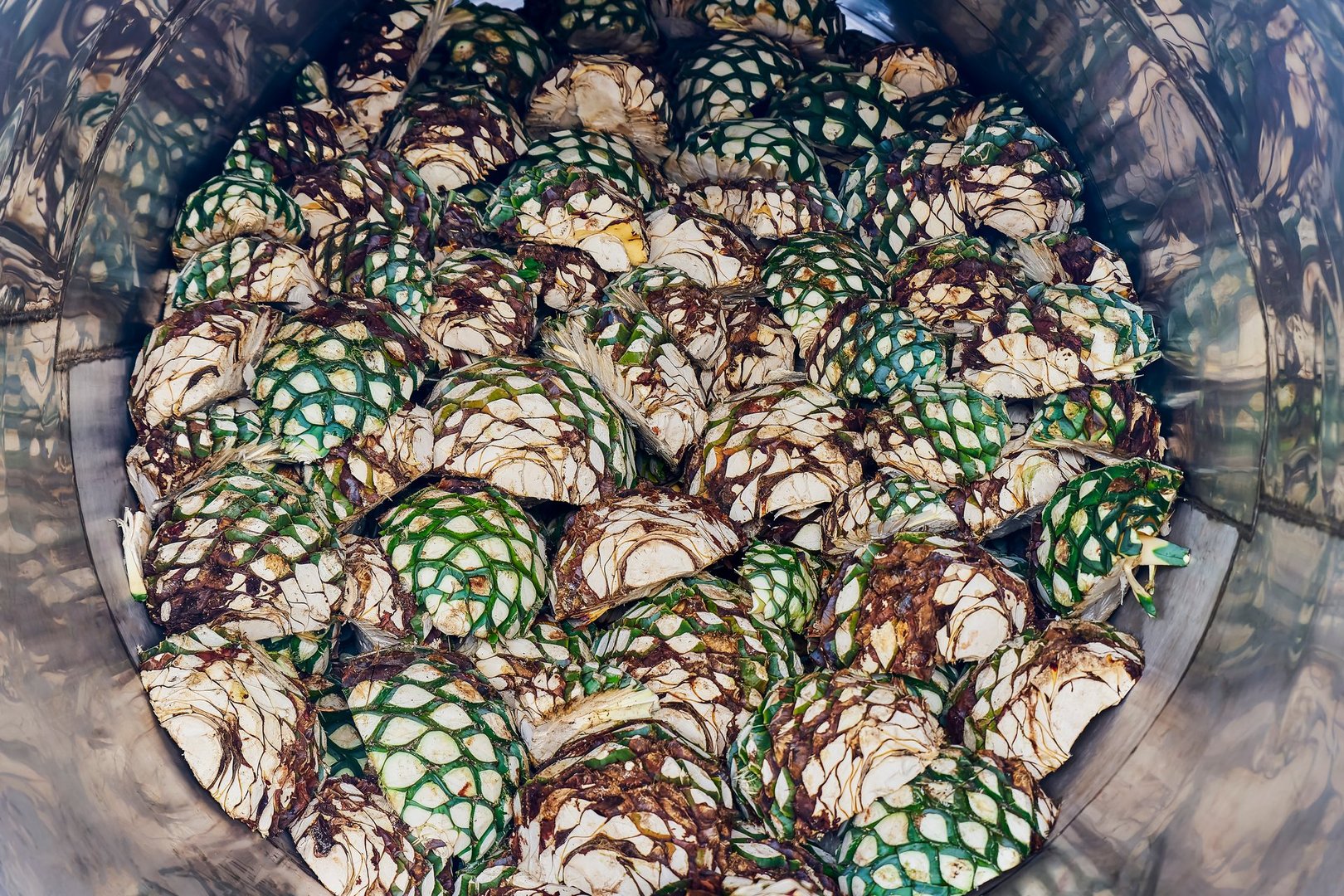 Oven full of agave ready to start steaming it in Autlán, Jalisco, Mexico