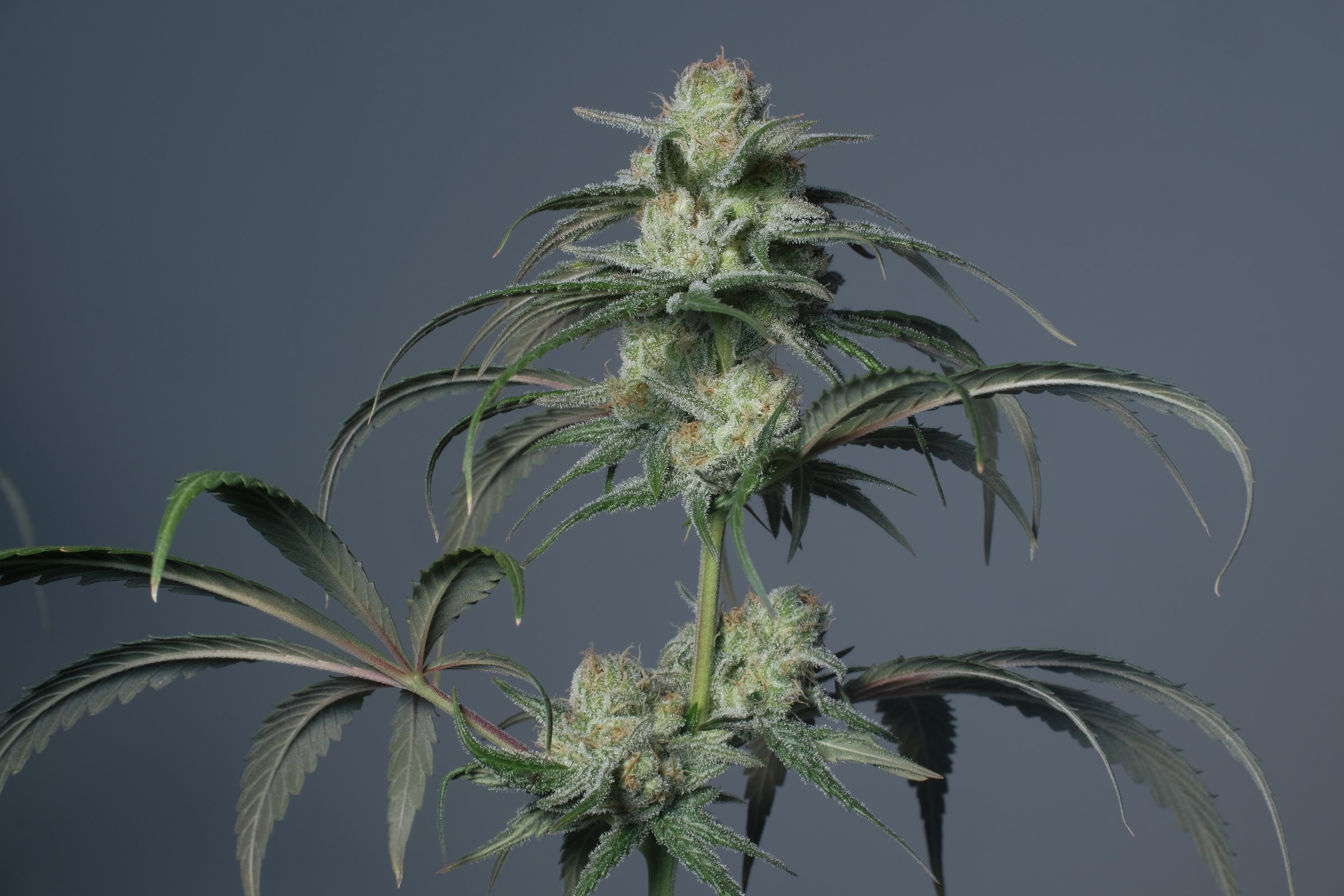 Flowering cannabis bush close-up. Fresh plant Sunset Sherbet on grey background. Herbal medicine layout. Medical hemp recreation, microdosing concept. Indoor home growing