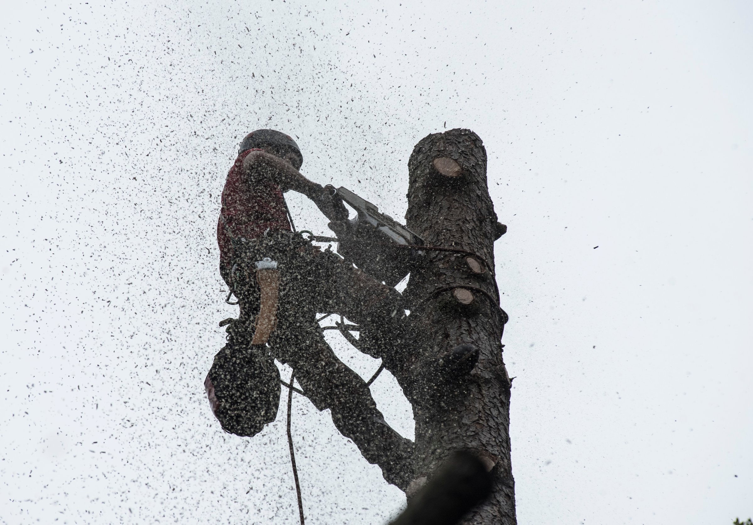 chainsaw for tree cut or tree pruning as part of tree care