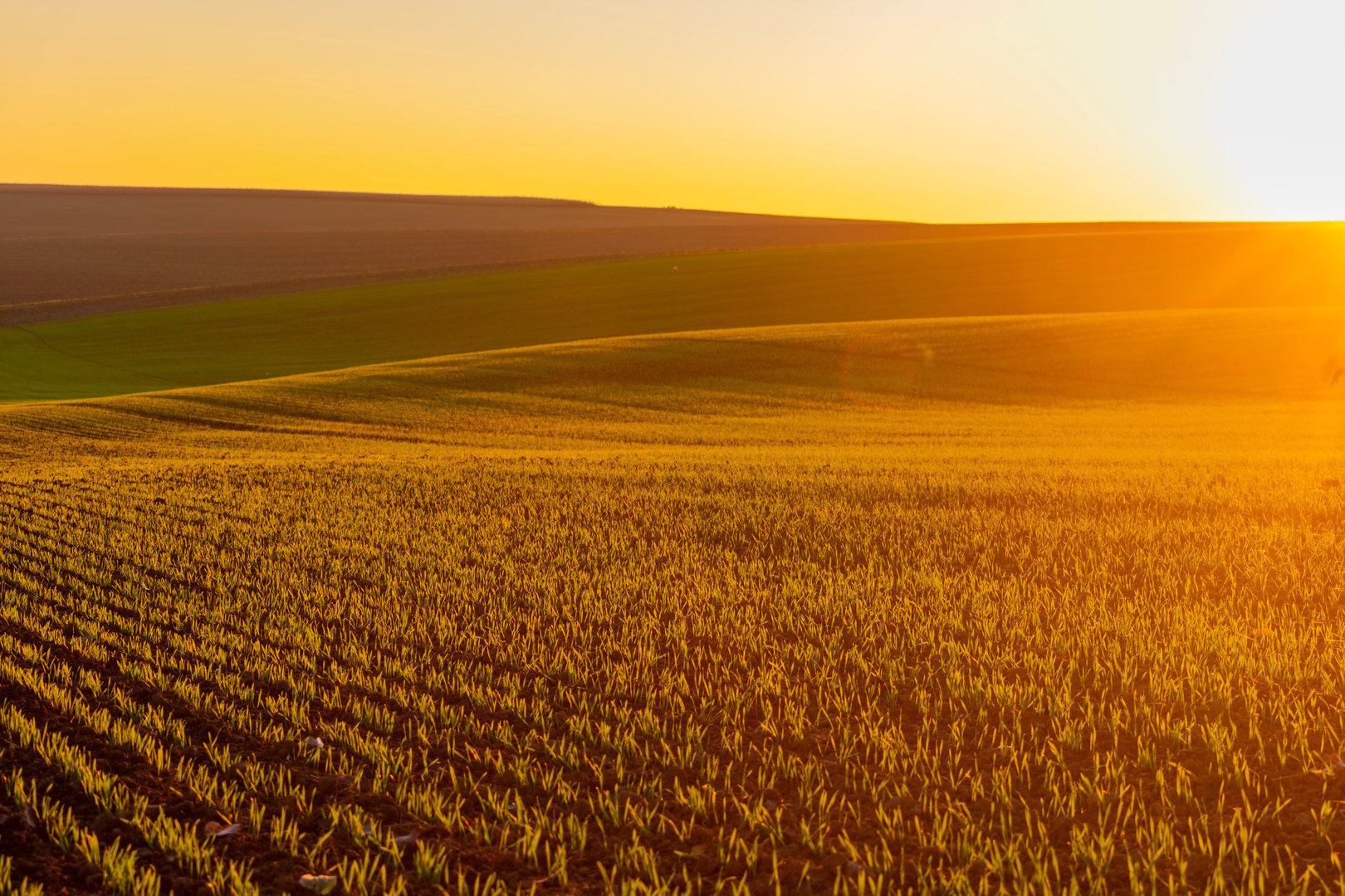 winter wheat on the background of the evening sunny sky