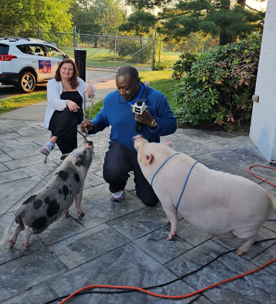 Media and corporate event with pigs