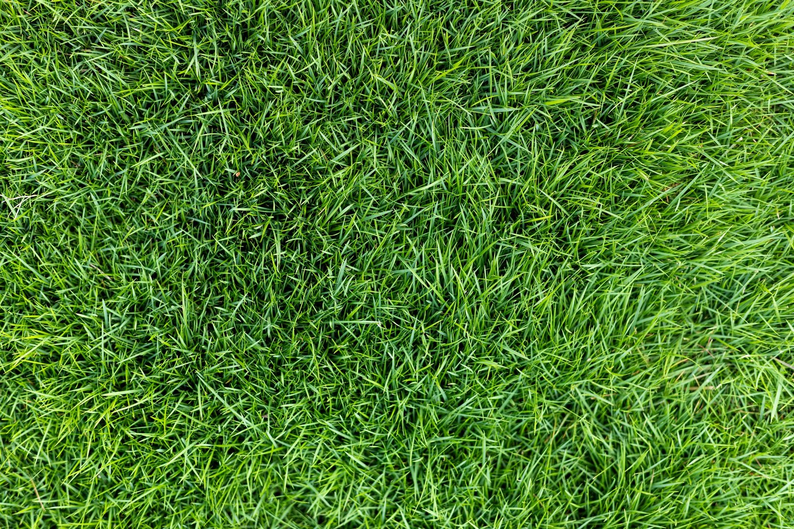 Healthy Green Grass Top Down View