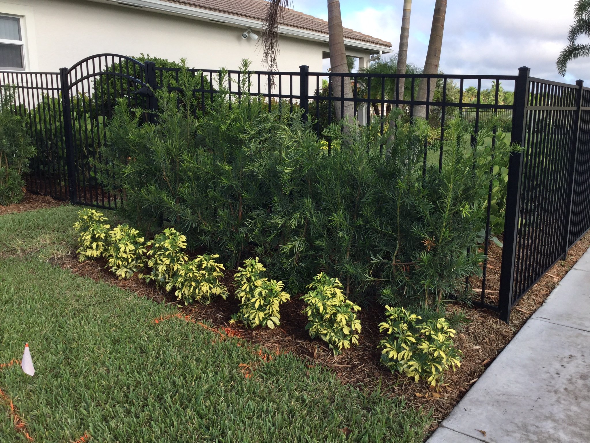 Garden with black metal fence, tall green shrubs, and small variegated bushes on a grassy lawn next to a sidewalk.