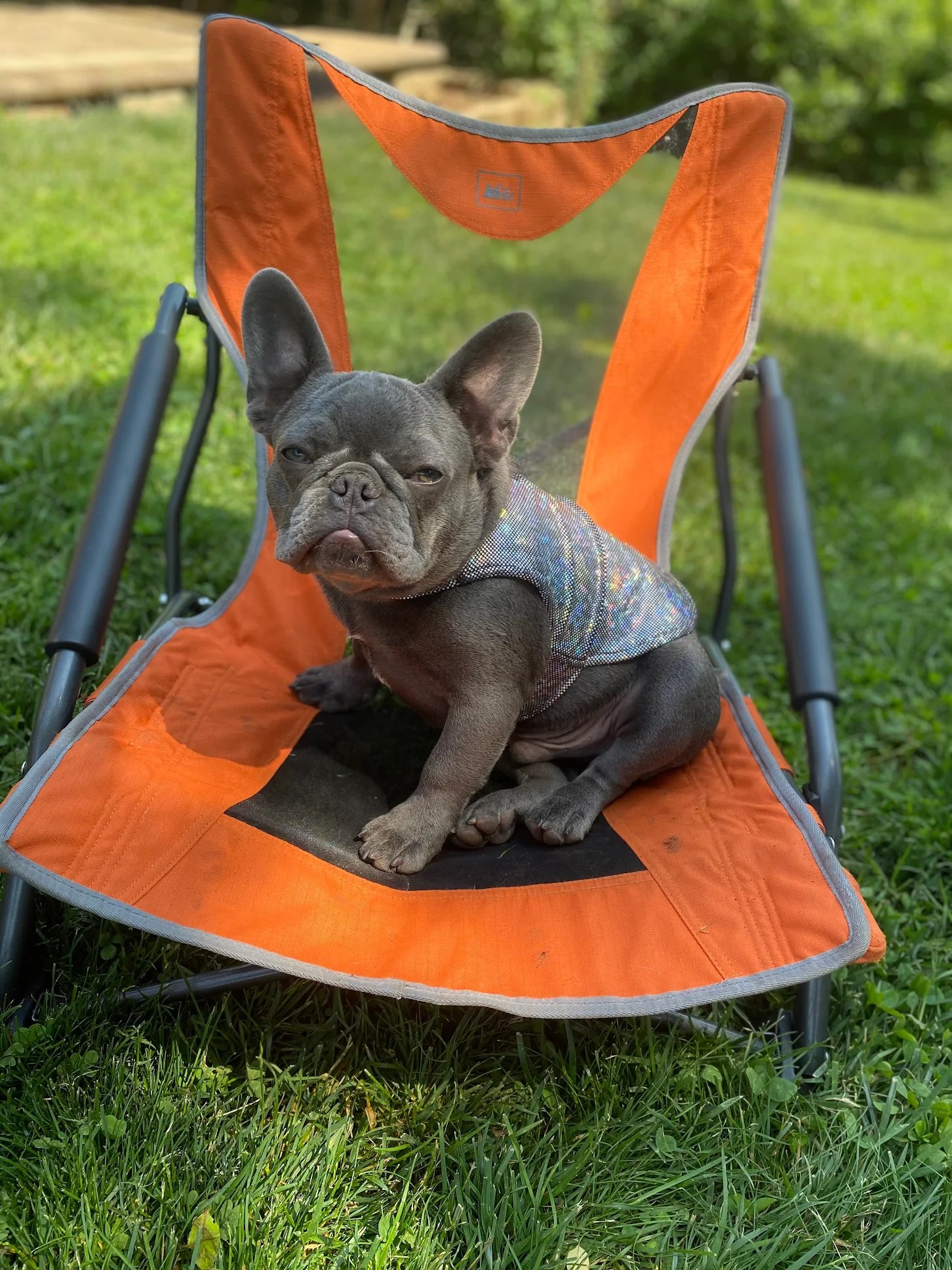 Dog relaxing in camping chair