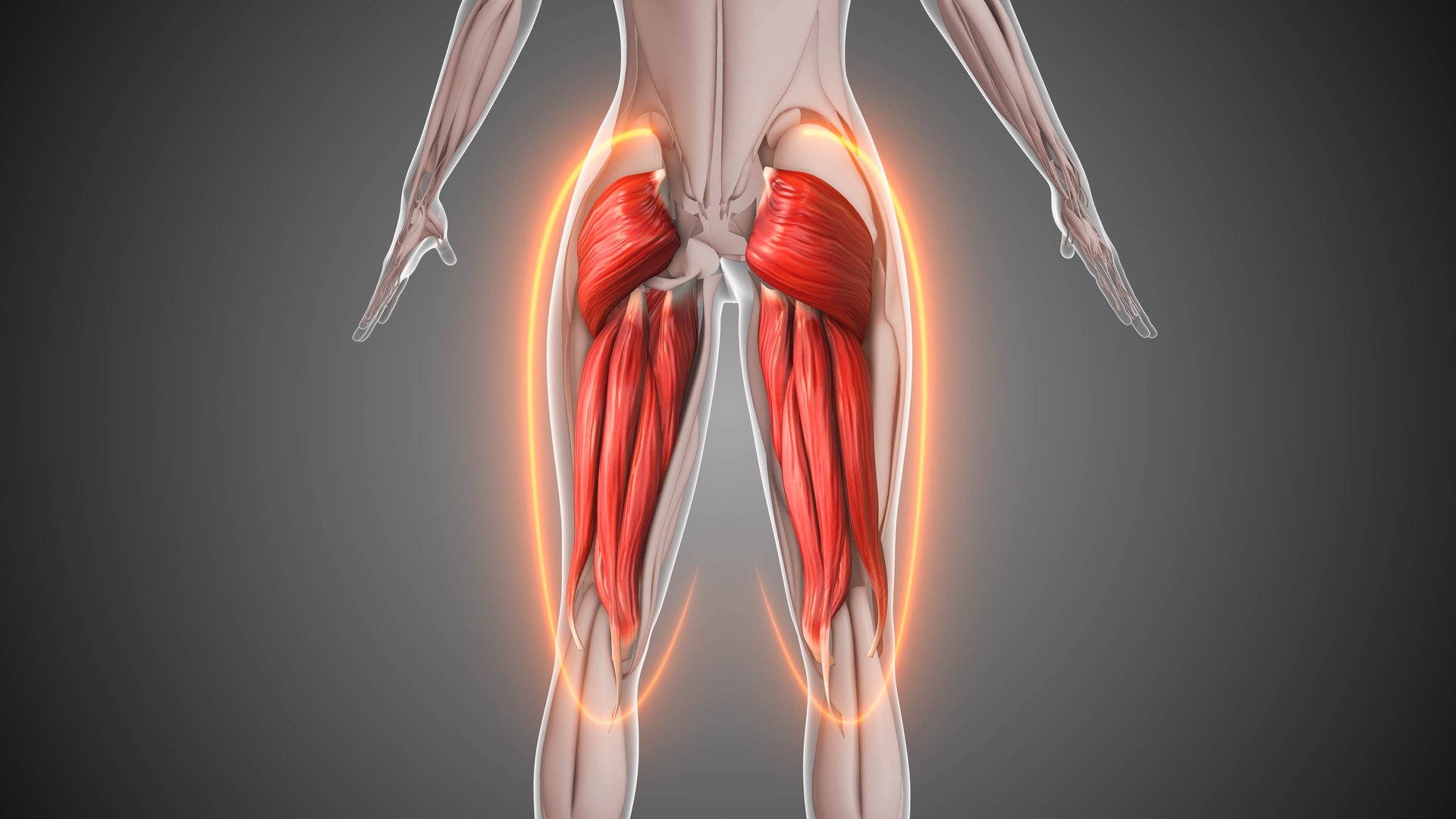 Gluteus maximus and hamstrings work together to extend the trunk from a flexed position