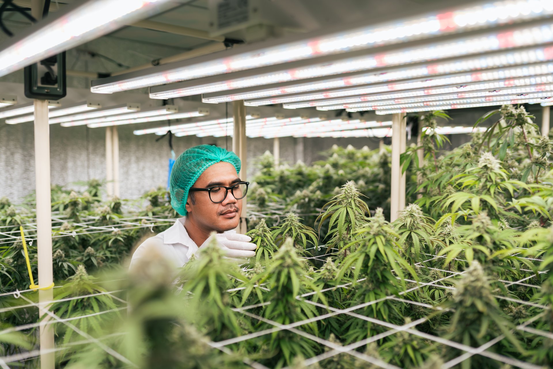Asian man cannabis researcher checking cannabis flower in lab farm greenhouse. Cannabis farming control environment for medical industry.