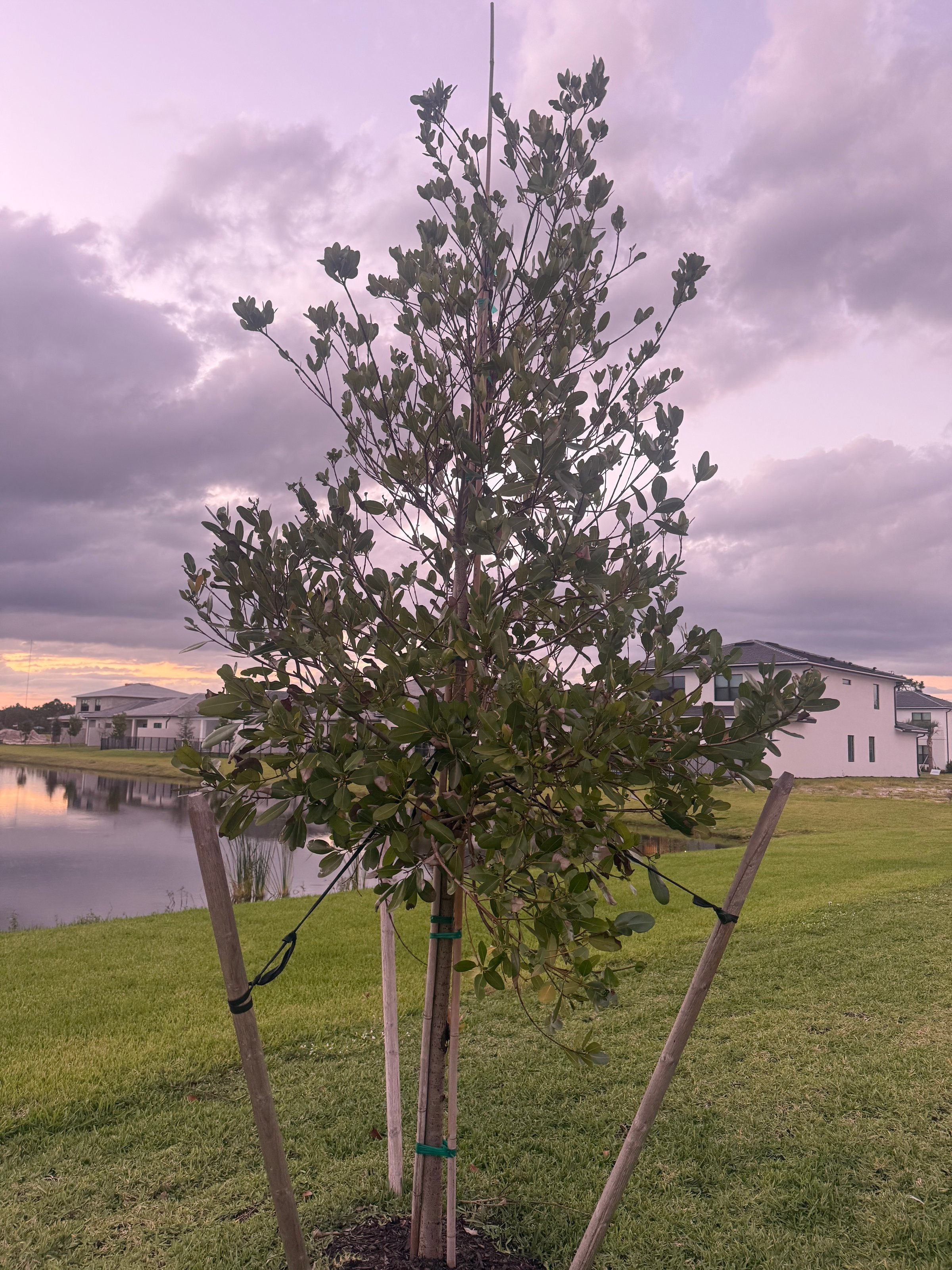 Tree planting service in action