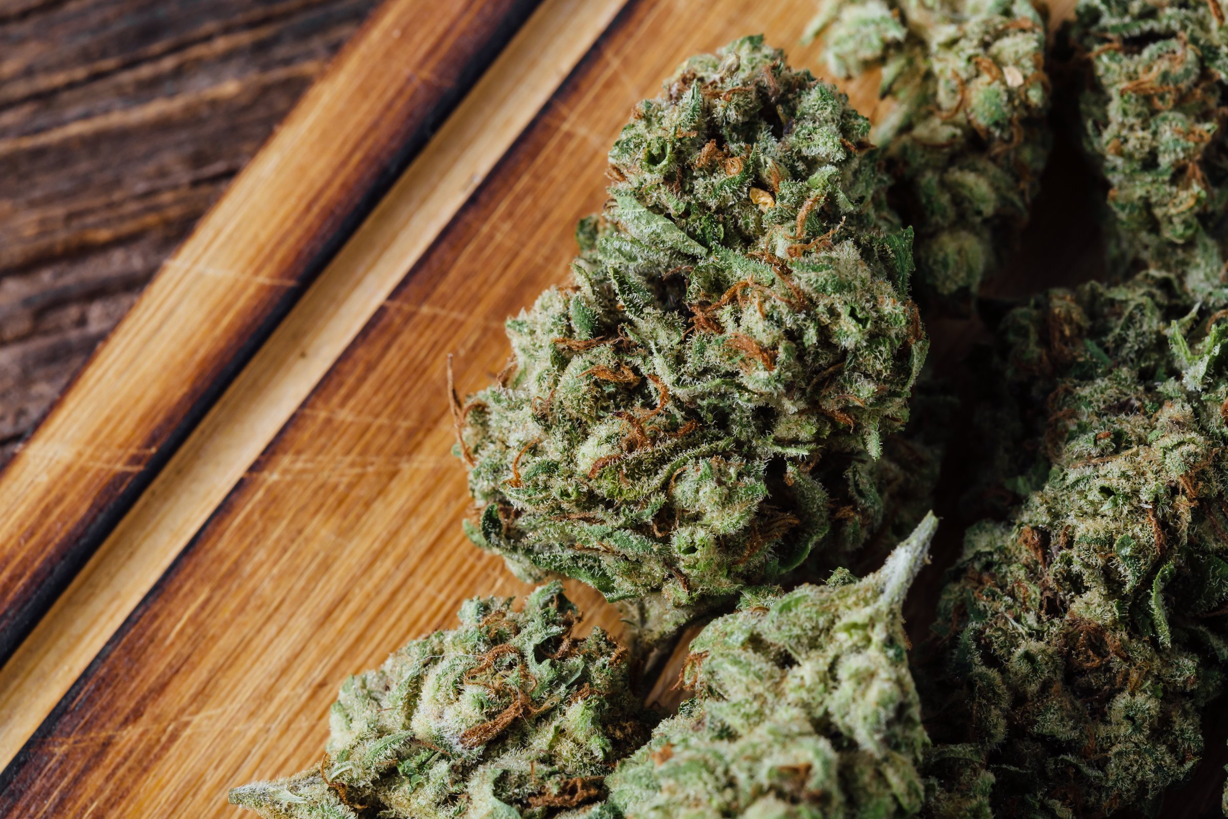 close-up dried cannabis flowers