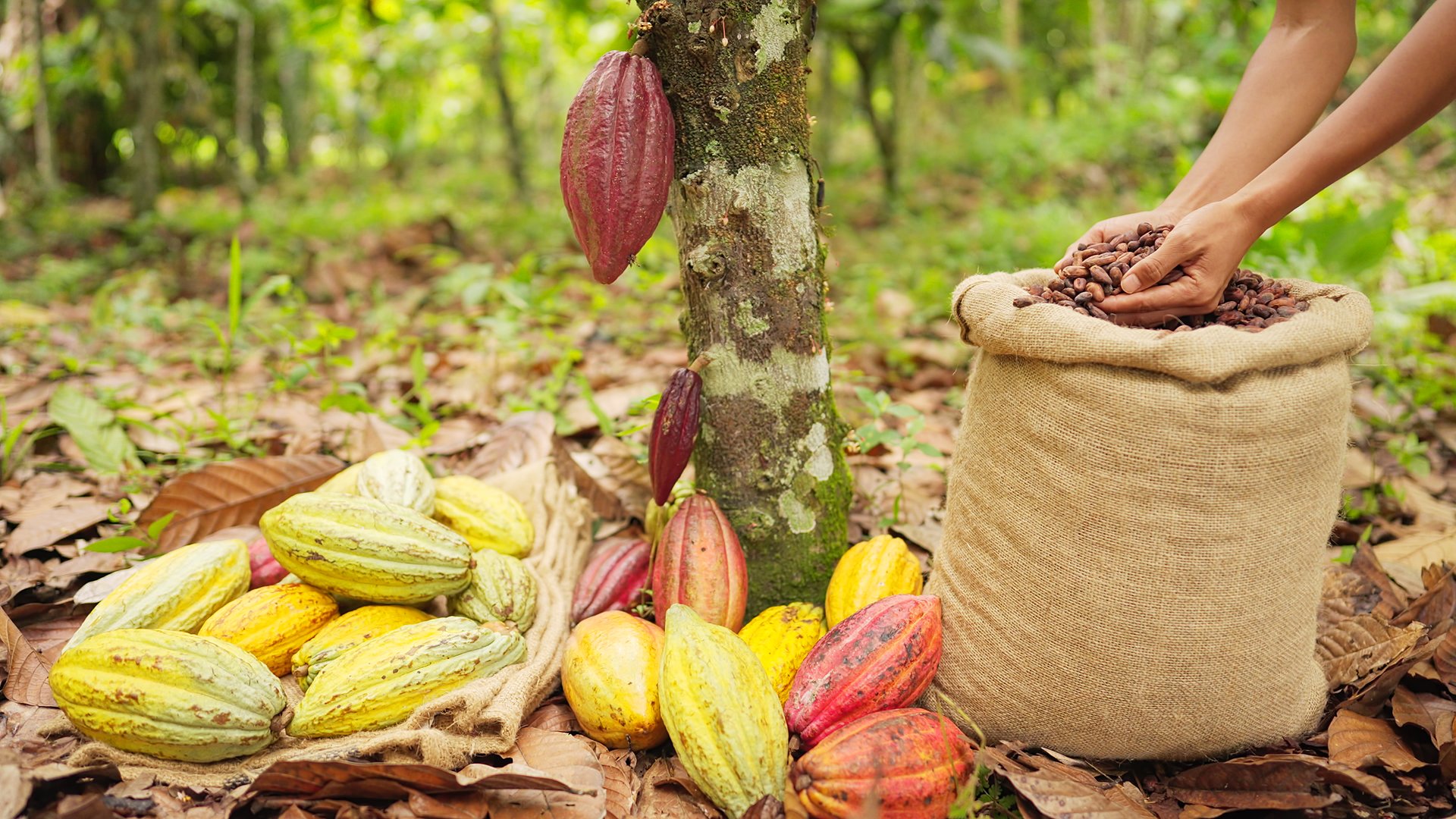 Farmer holding cacao beans