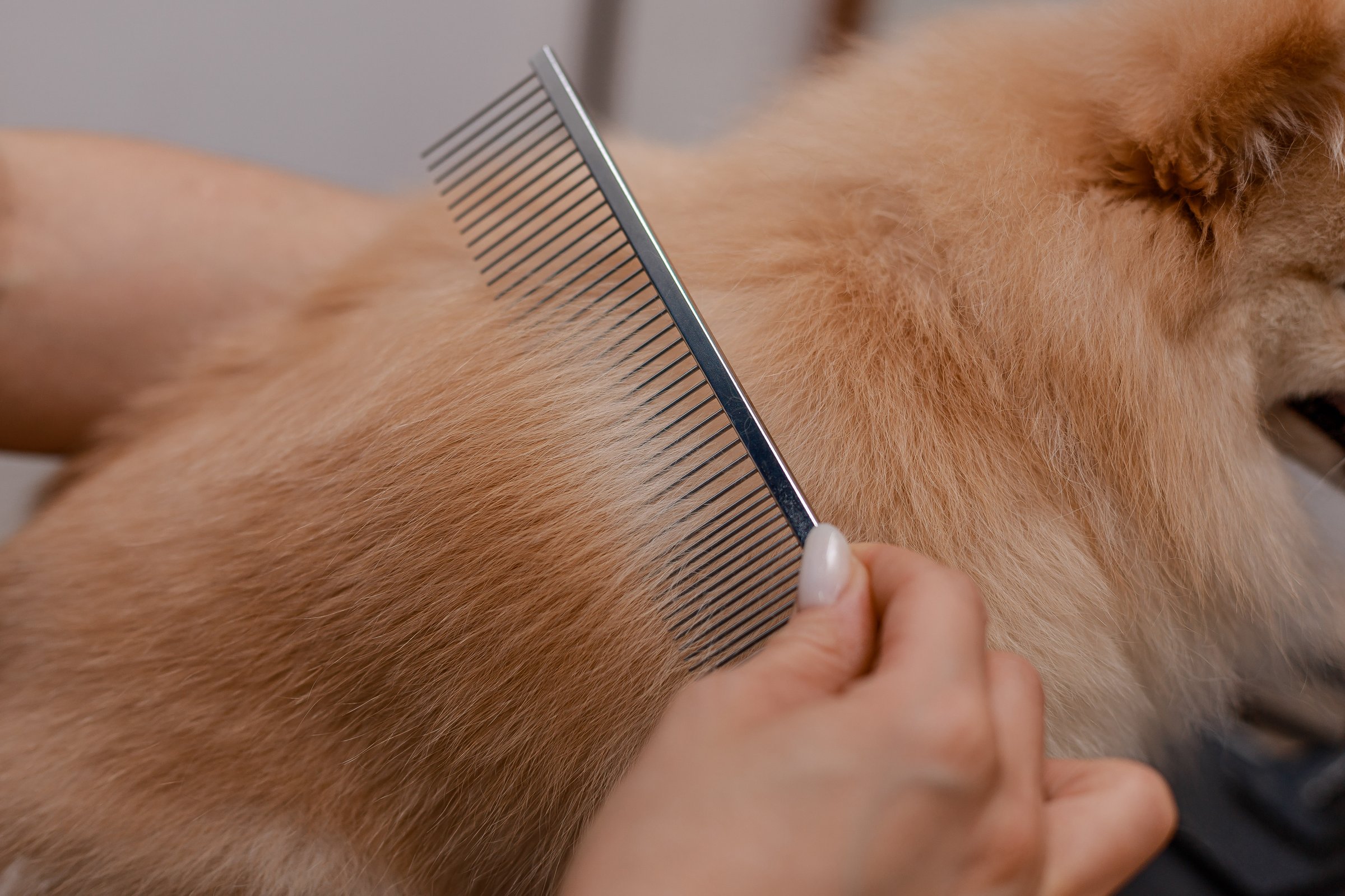 close-up of a long-haired dog after grooming. a comb or brush is passed through the pet's fur. Professional care. Pure wool.