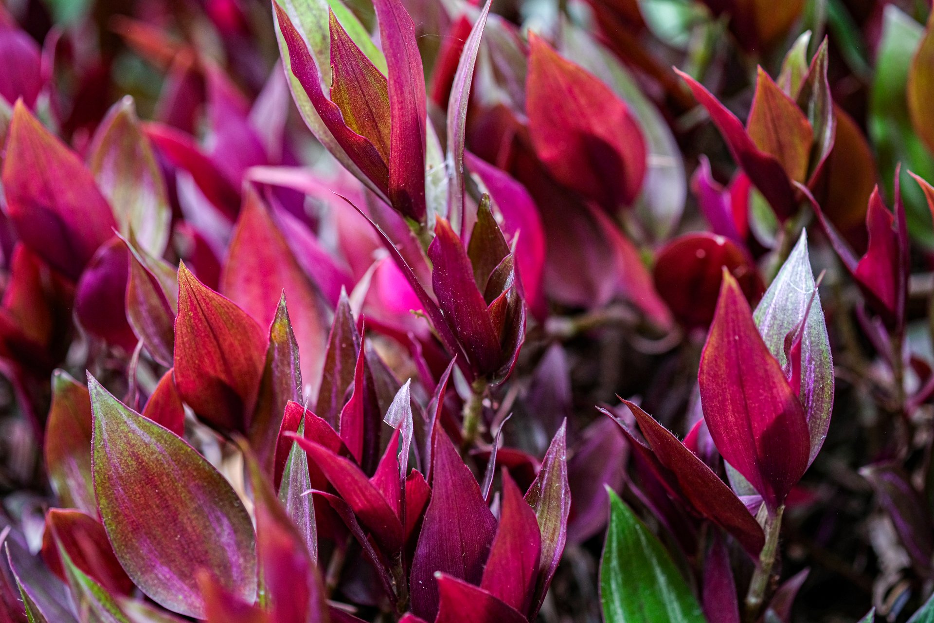 Decorative plants: Alternanthera reineckii is a species of aquatic plant in the Amaranthaceae family.