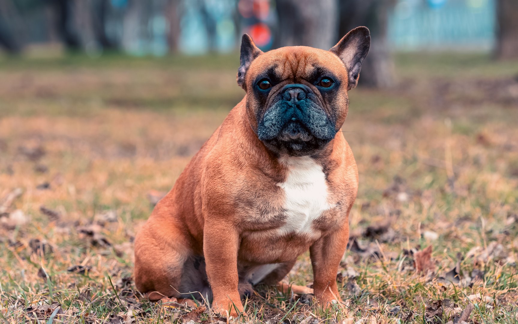 bright red-haired purebred male of the French bulldog breed sitting among dry leaves in autumn in a city park