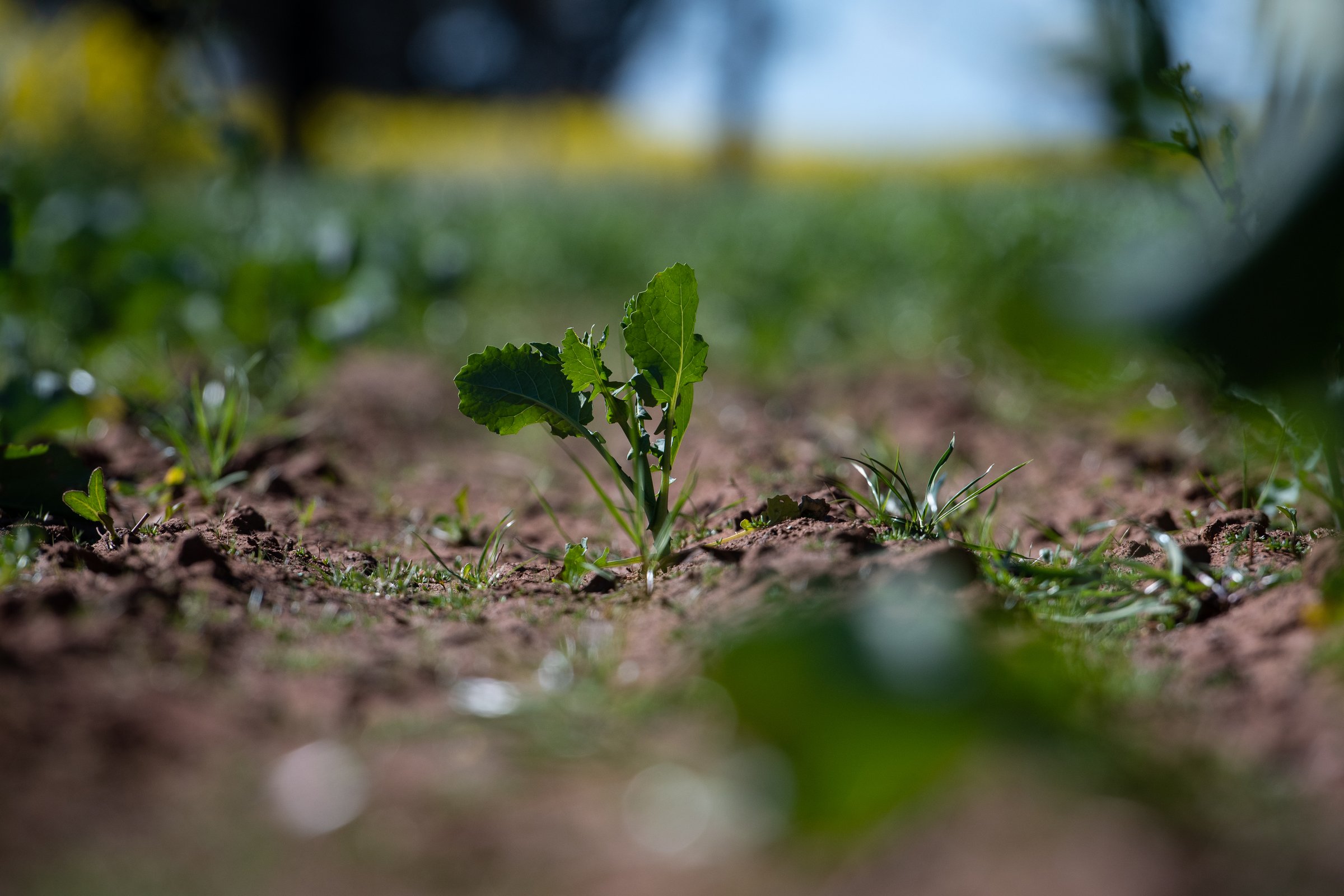 Green canola plant sprouting