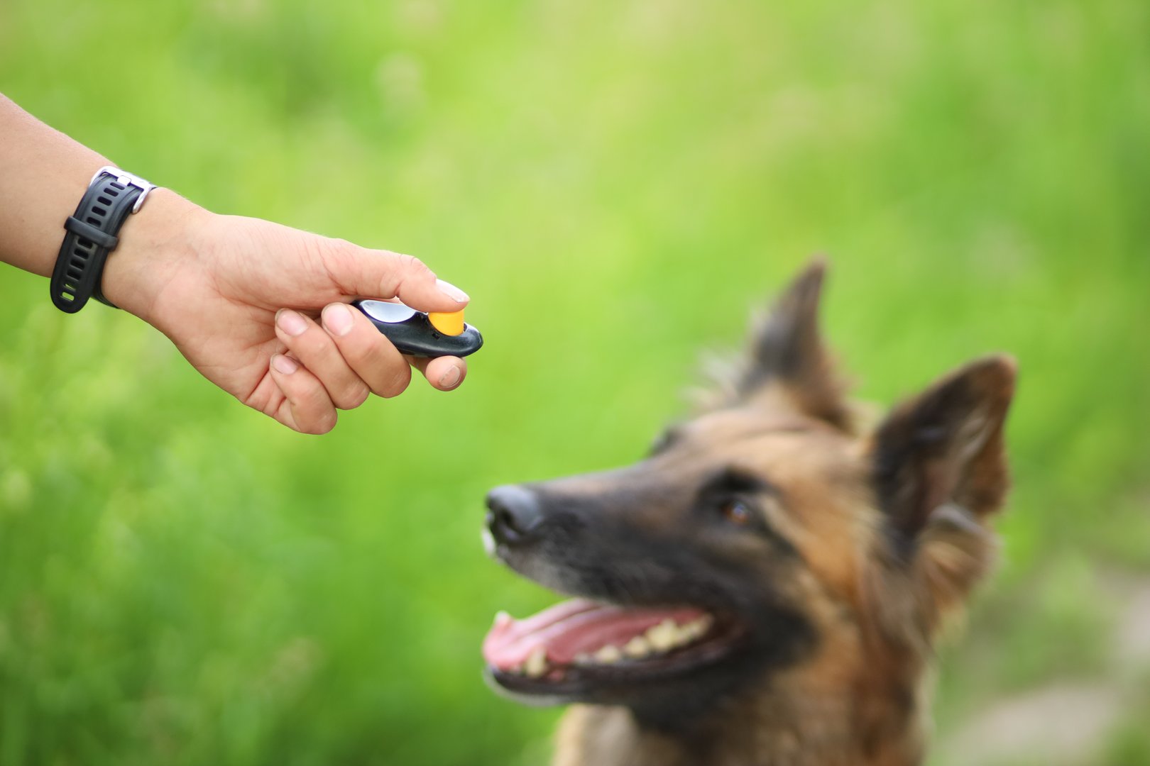 Hand holding clicker for dog clicker training. On ground is siting dog watching hand with clicker.