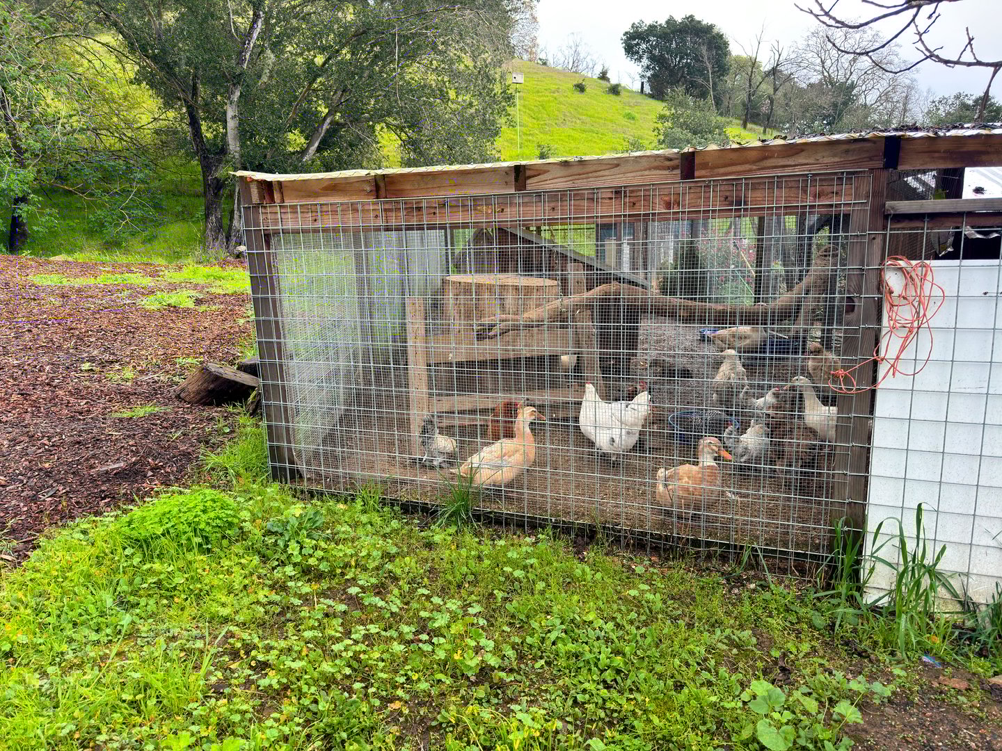 Backyard chicken coop setup - housing for laying hens - buy chickens and start your flock today