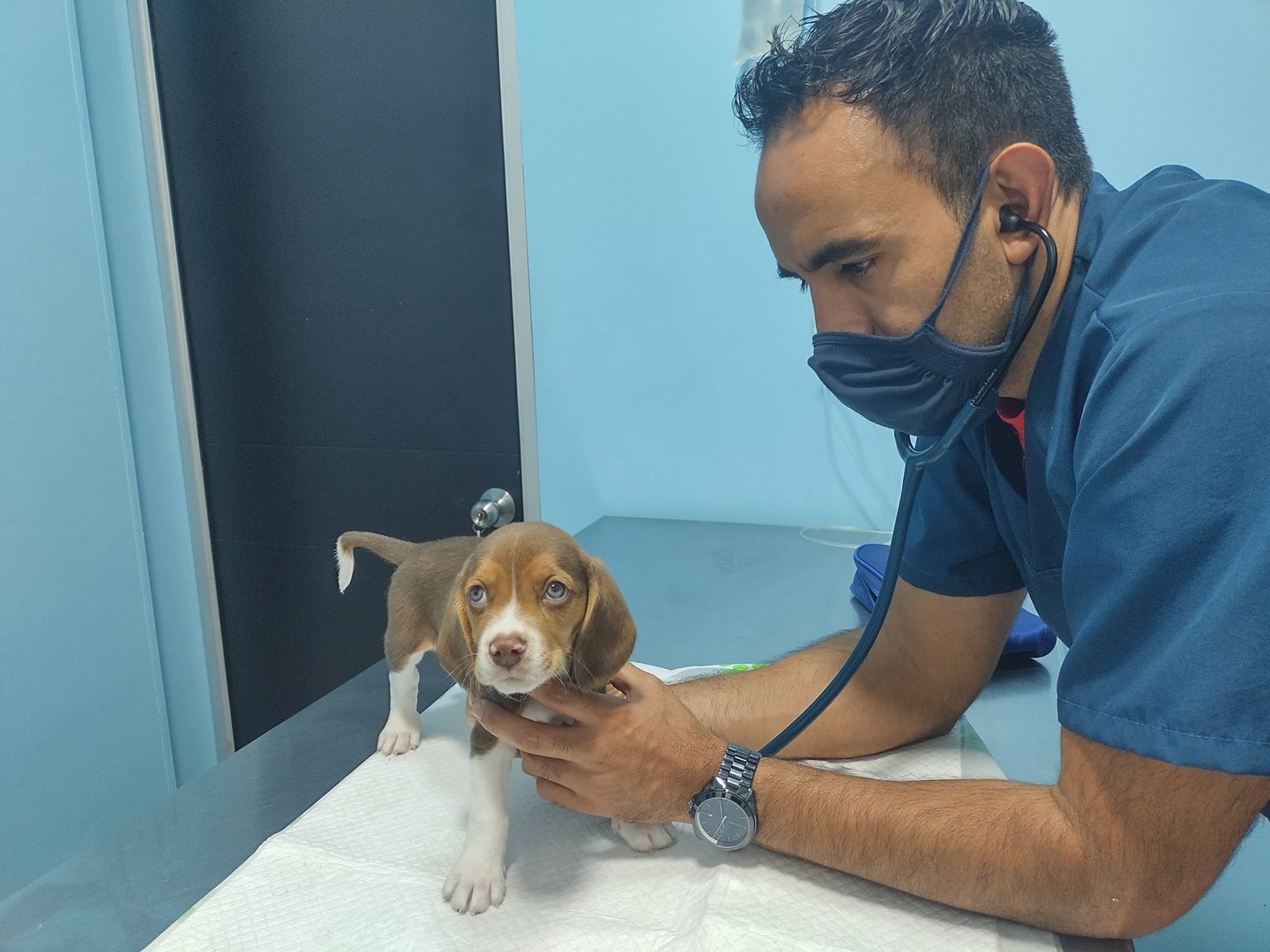 Veterinarian examining a puppy with a stethoscope in a clinic.