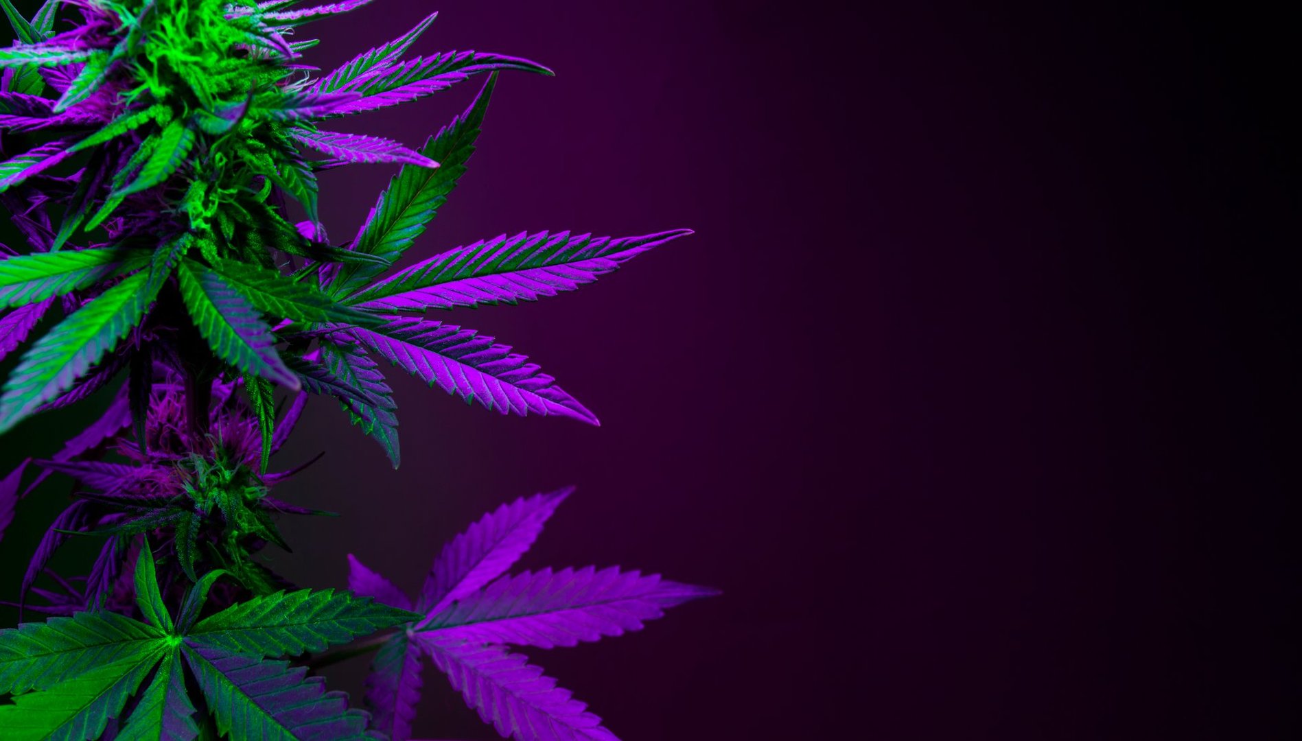 Purple marijuana leaves on a dark background. Banner with large purple cannabis leaves with empty space for text. Purple and green cannabis foliage close-up on a black background.