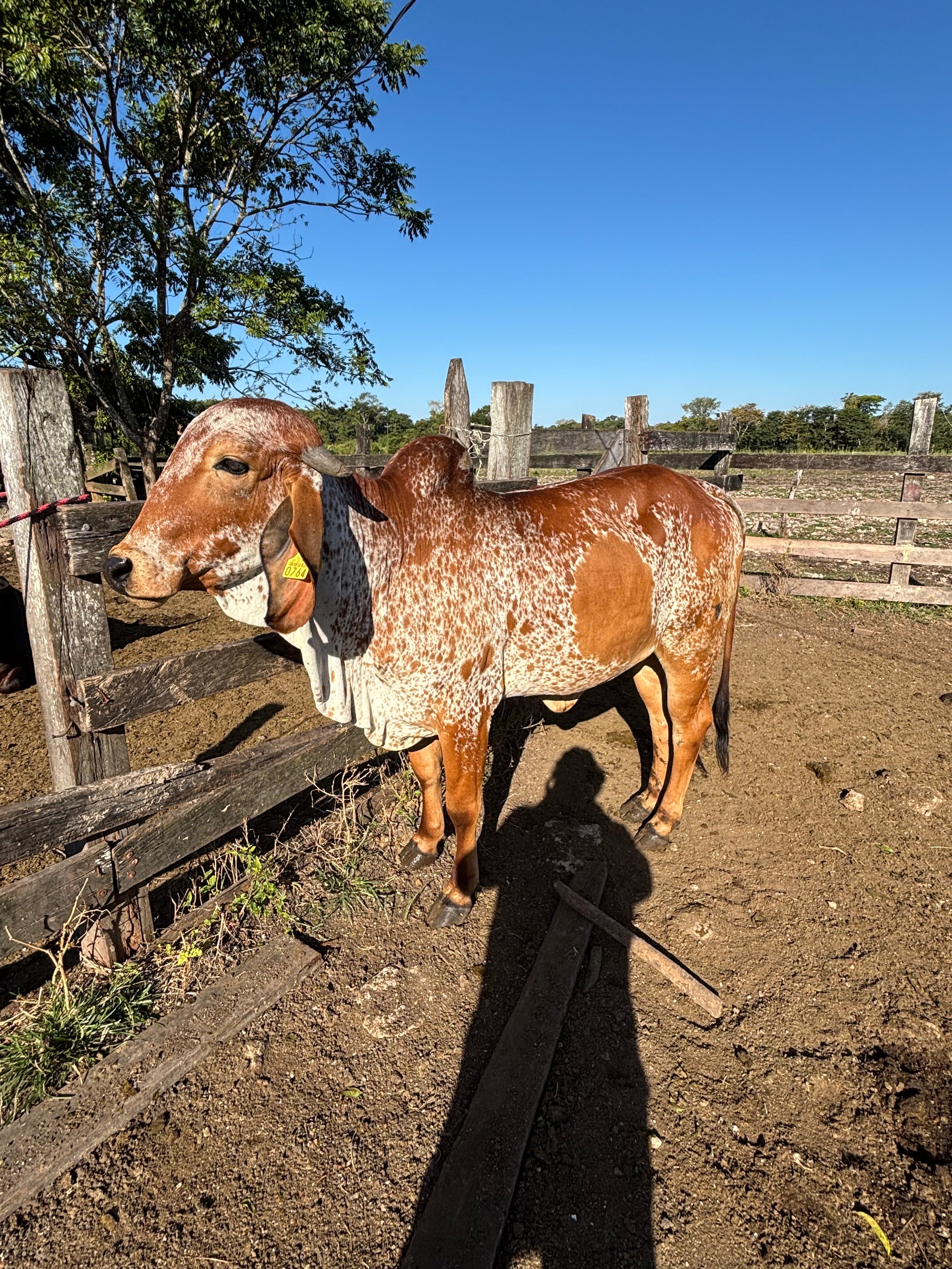 La Frida - vaca donadora Gyr hija de Fardo F Mutum - genética brasileña de élite Rancho Las 3 Jotas