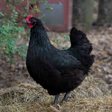 Black Australorp hen