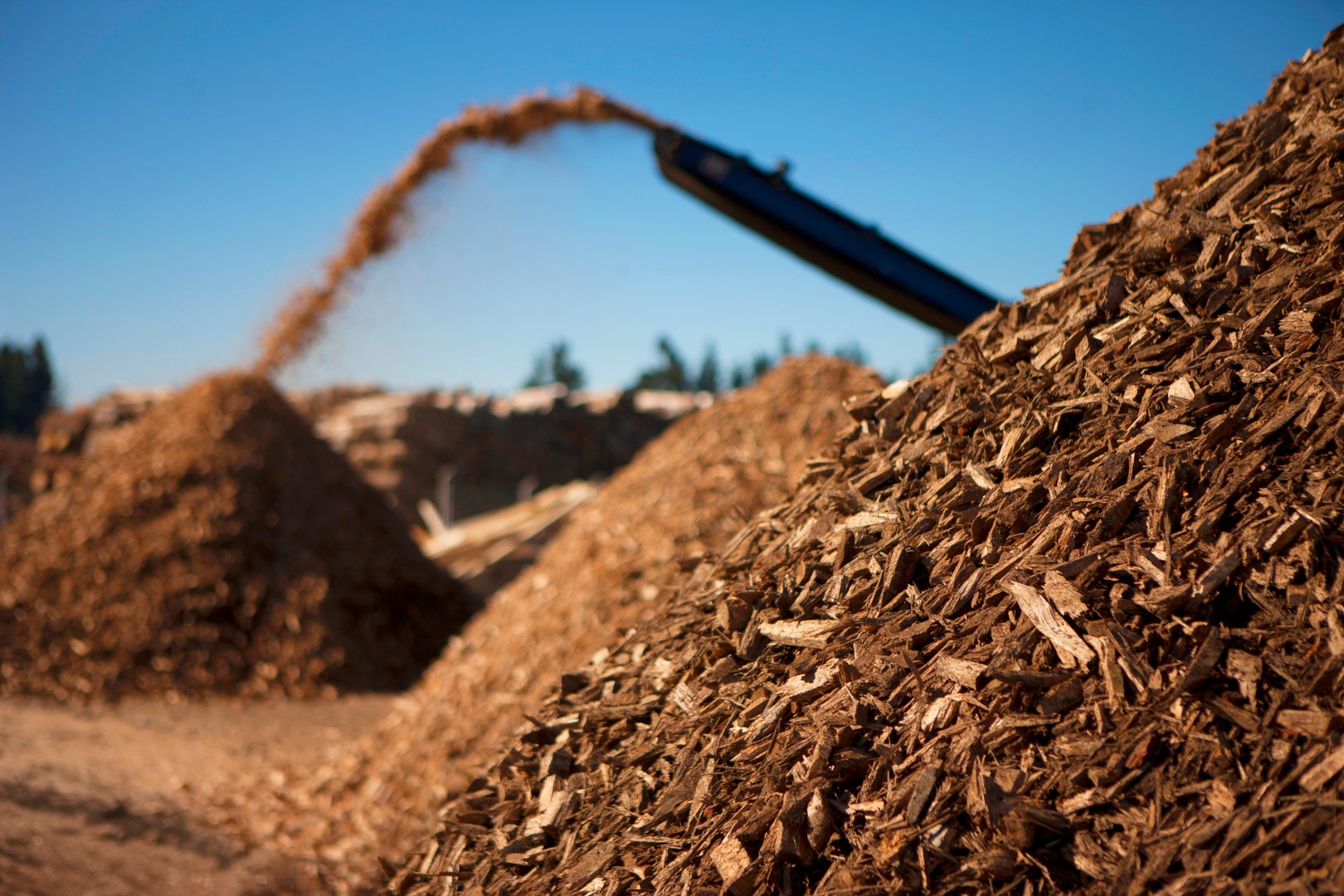Biomass fuel of the future