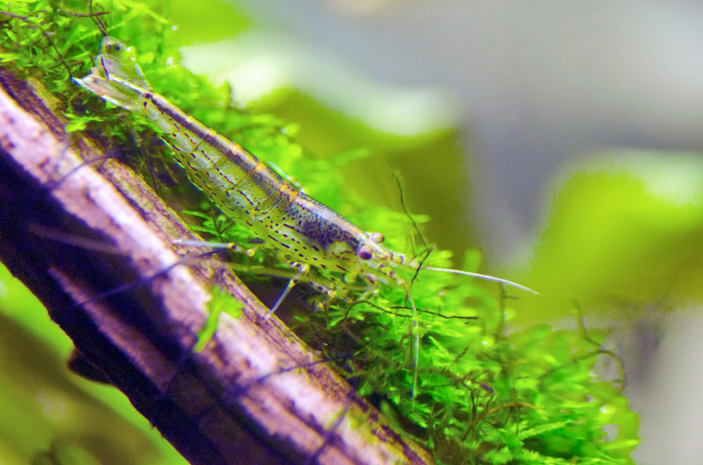 Amano shrimp