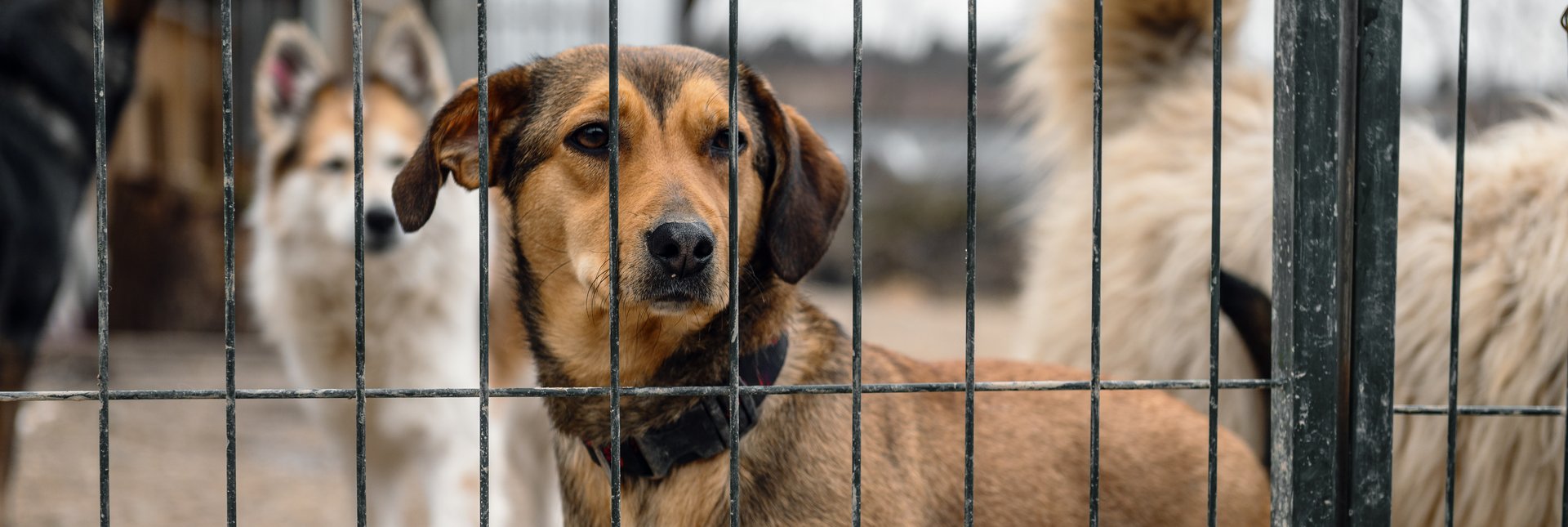 Dog in animal shelter waiting for adoption. Dog  behind the fences. Canine behind bars. Dogs gaze through a metal fence