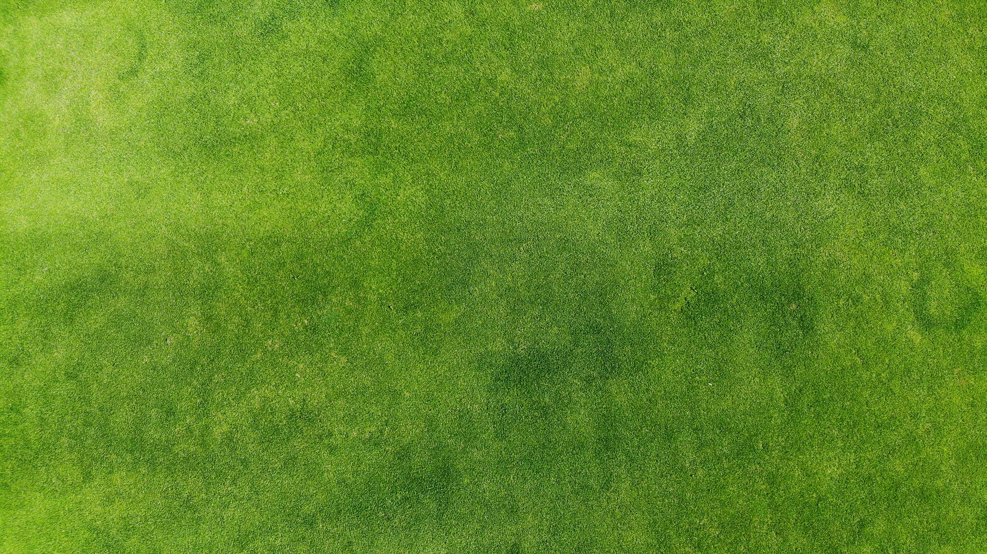 Aerial. Green grass texture background. Top view from drone.