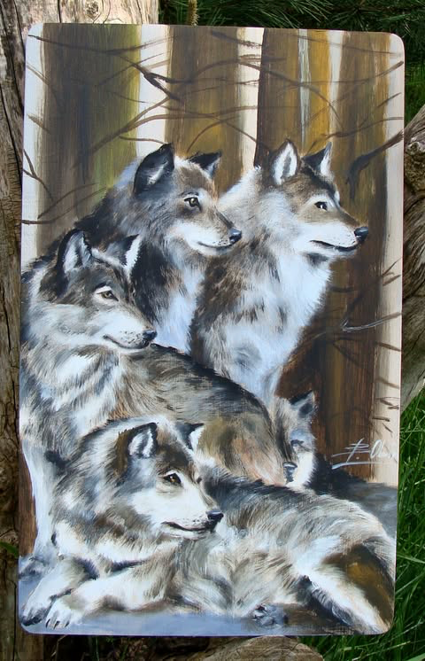 Wilk 7