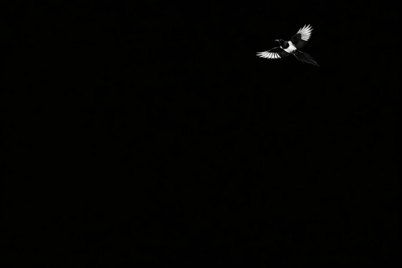 Magpie in flight against darkness