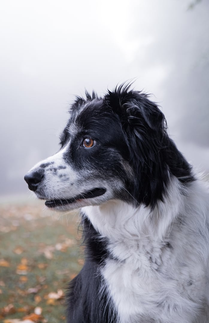Senior border collie in the fog in autumn.