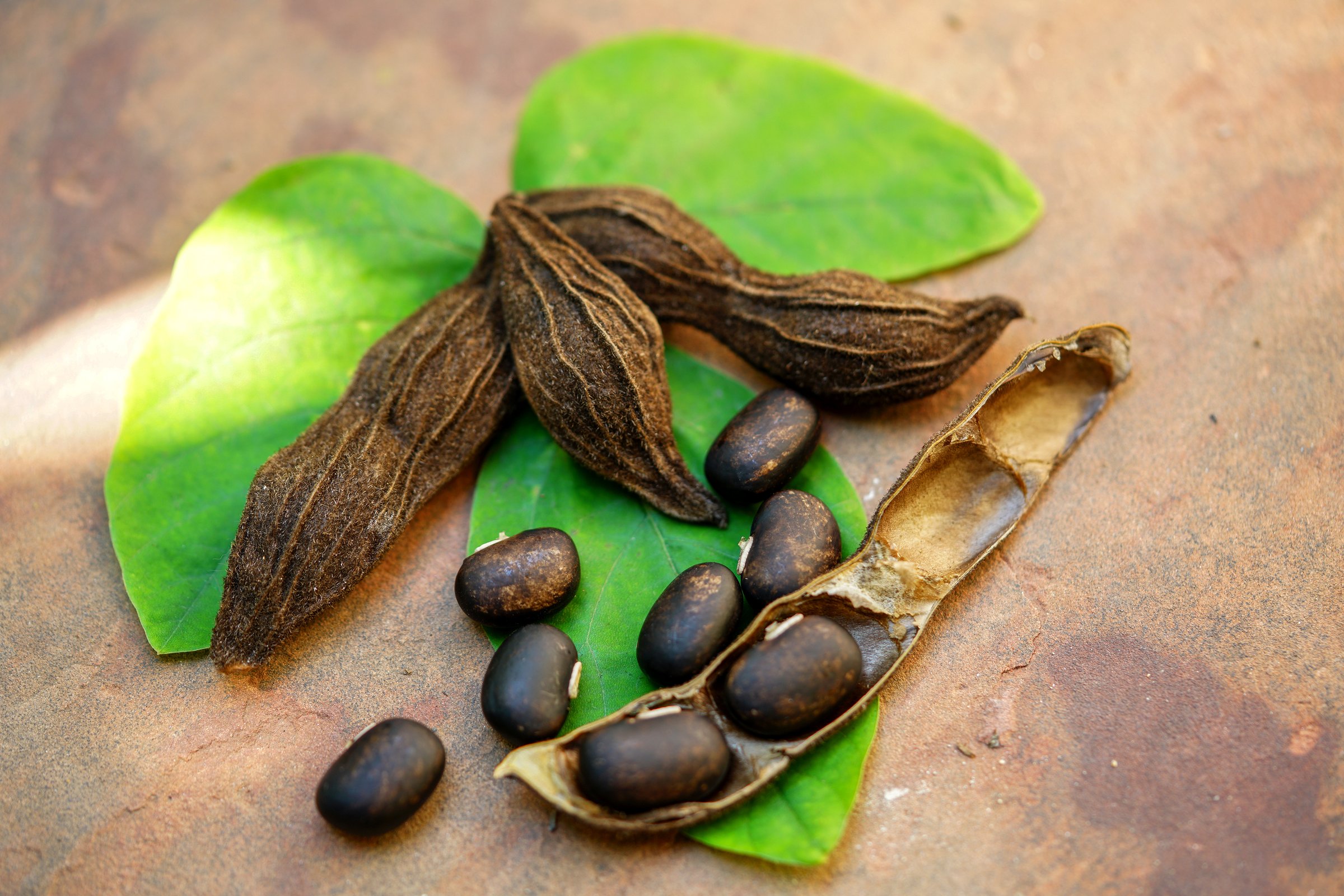 The seeds of Velvet bean or Mucuna pruriens have been used for traditional medicine