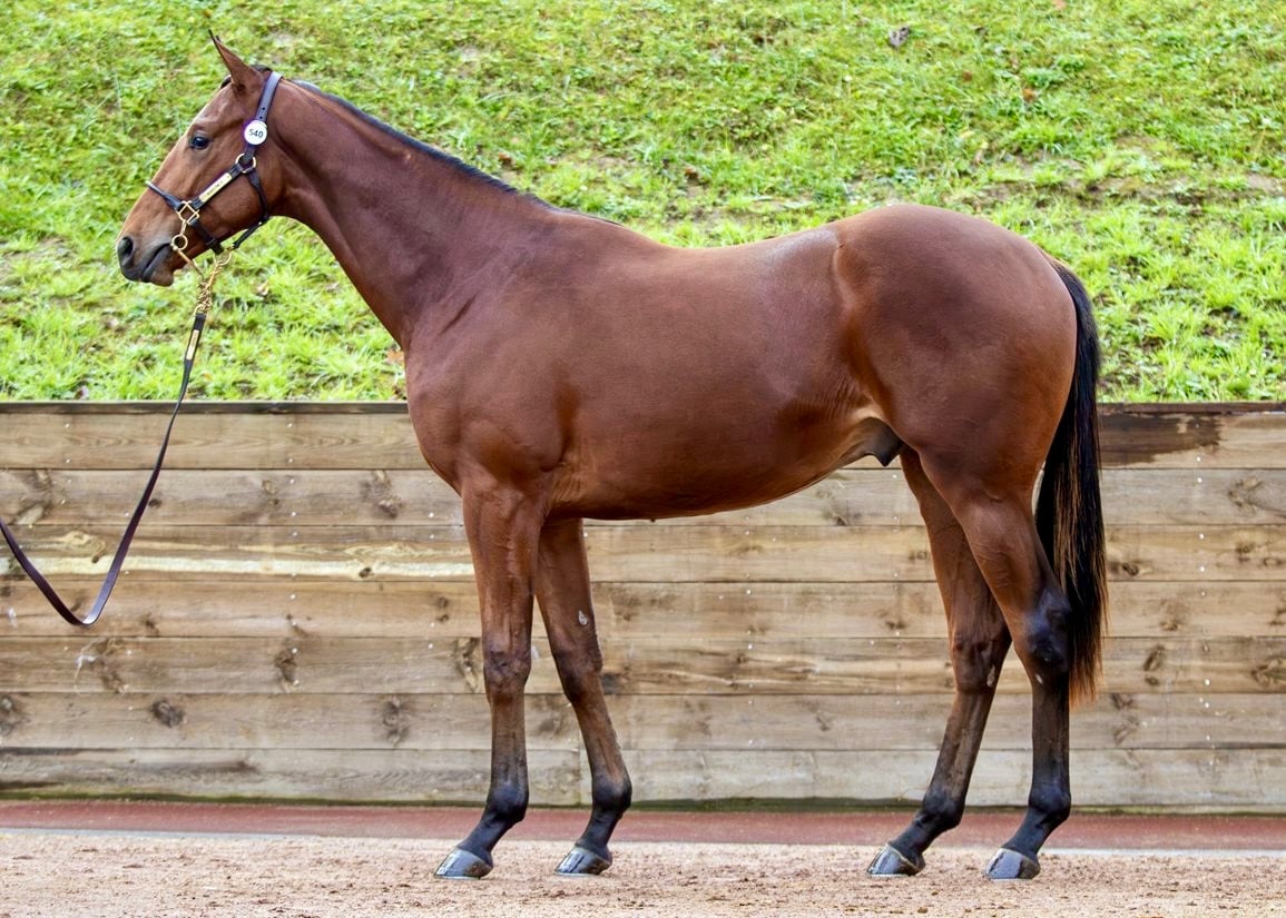 Phoenix Rising - 2024 Yearling