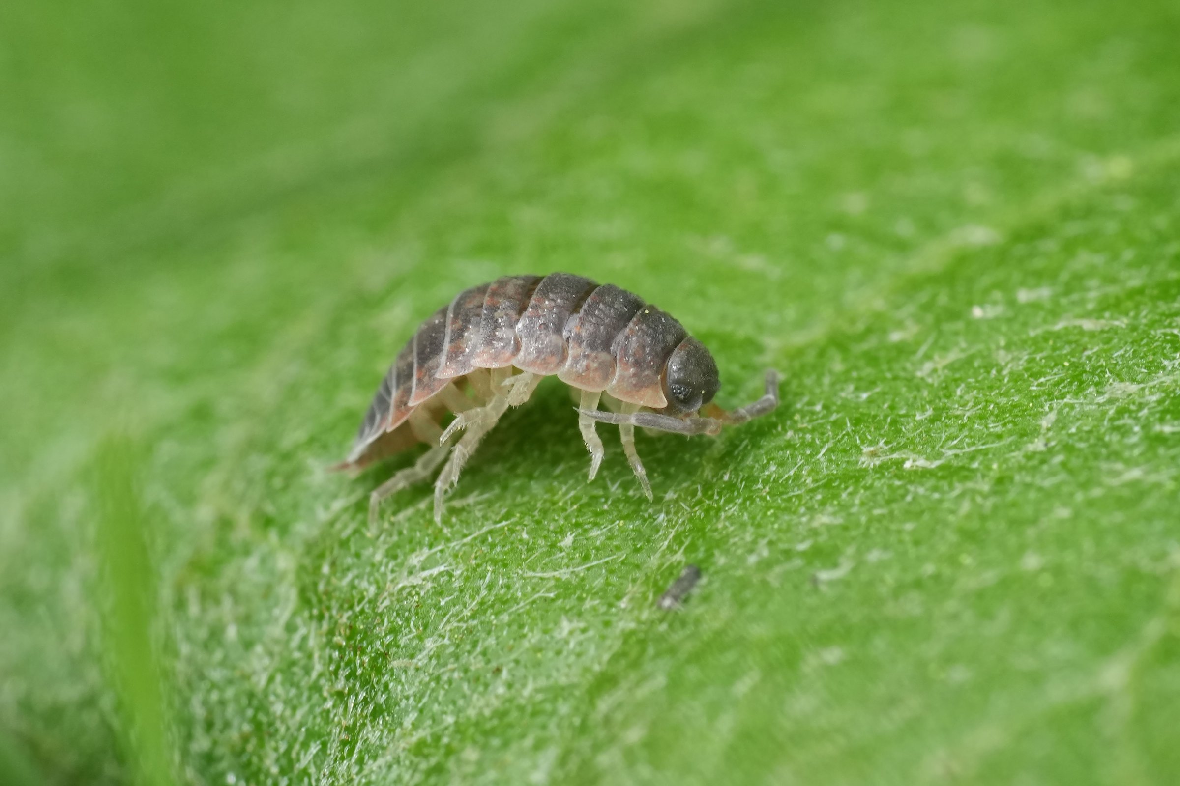 A closeup on a common rough woodlouse, Porcellio scaber, cleaning it's legs on a green leaf