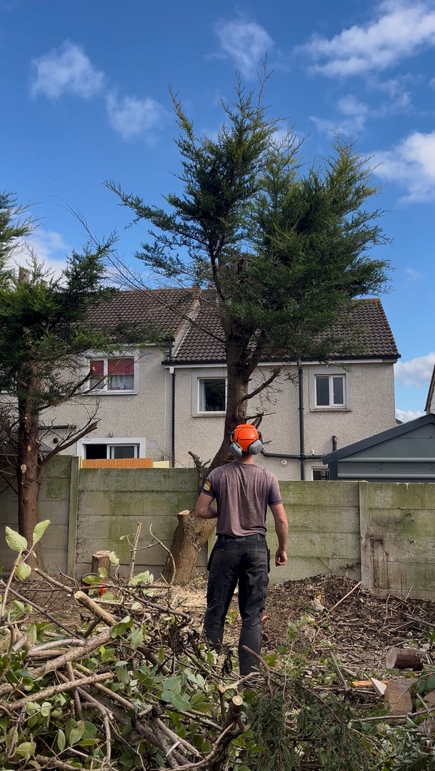 Recent tree services project by Bear Services
