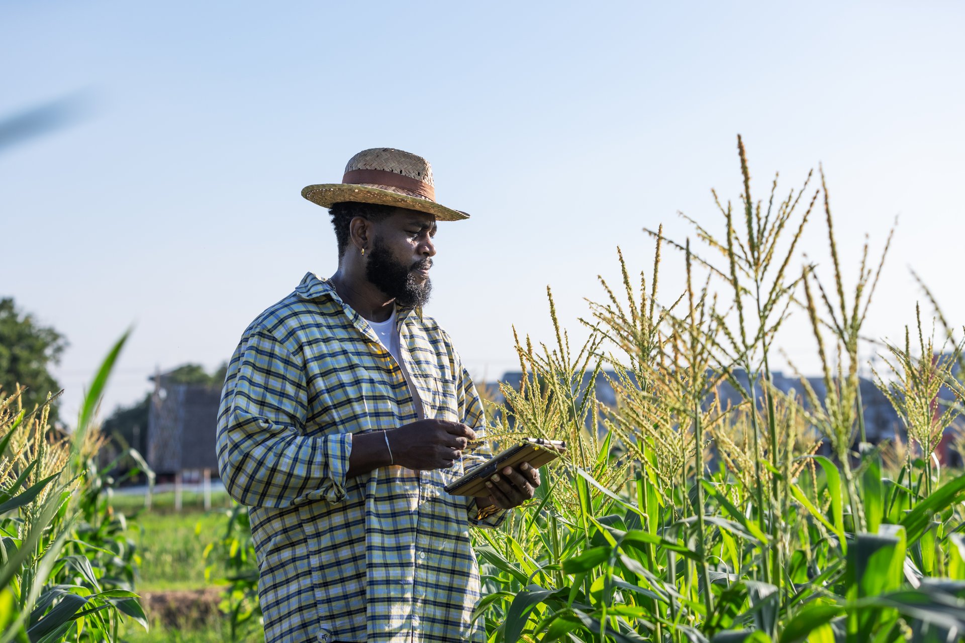 Farmer Inspecting Corn Crops with Tablet in Hand, Wearing a Straw Hat and Checked Shirt, Observing Growth and Taking Notes in Field, Agriculture and Technology Integration on a Bright Day