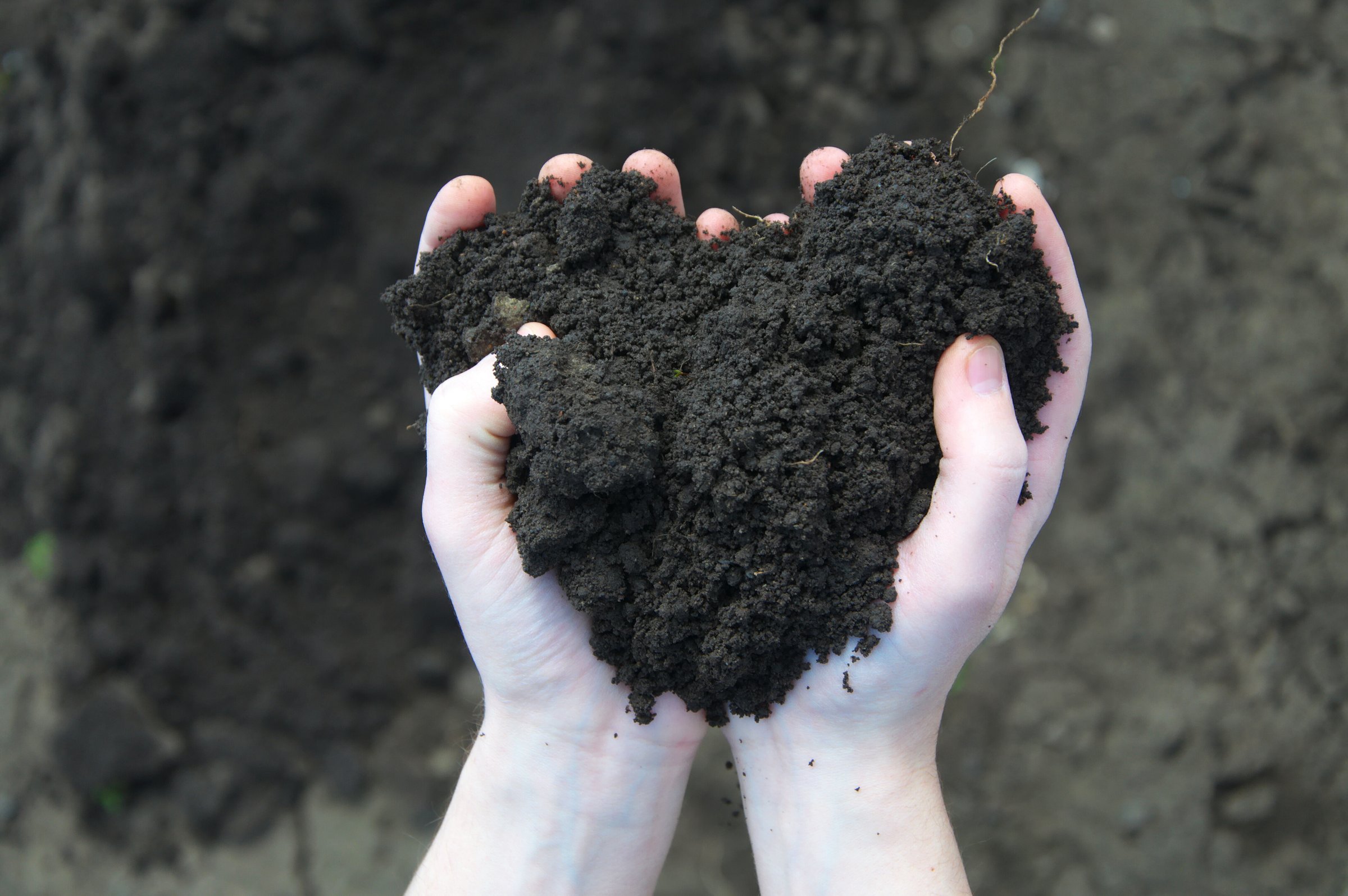 Hand holding soil, dry soil on background