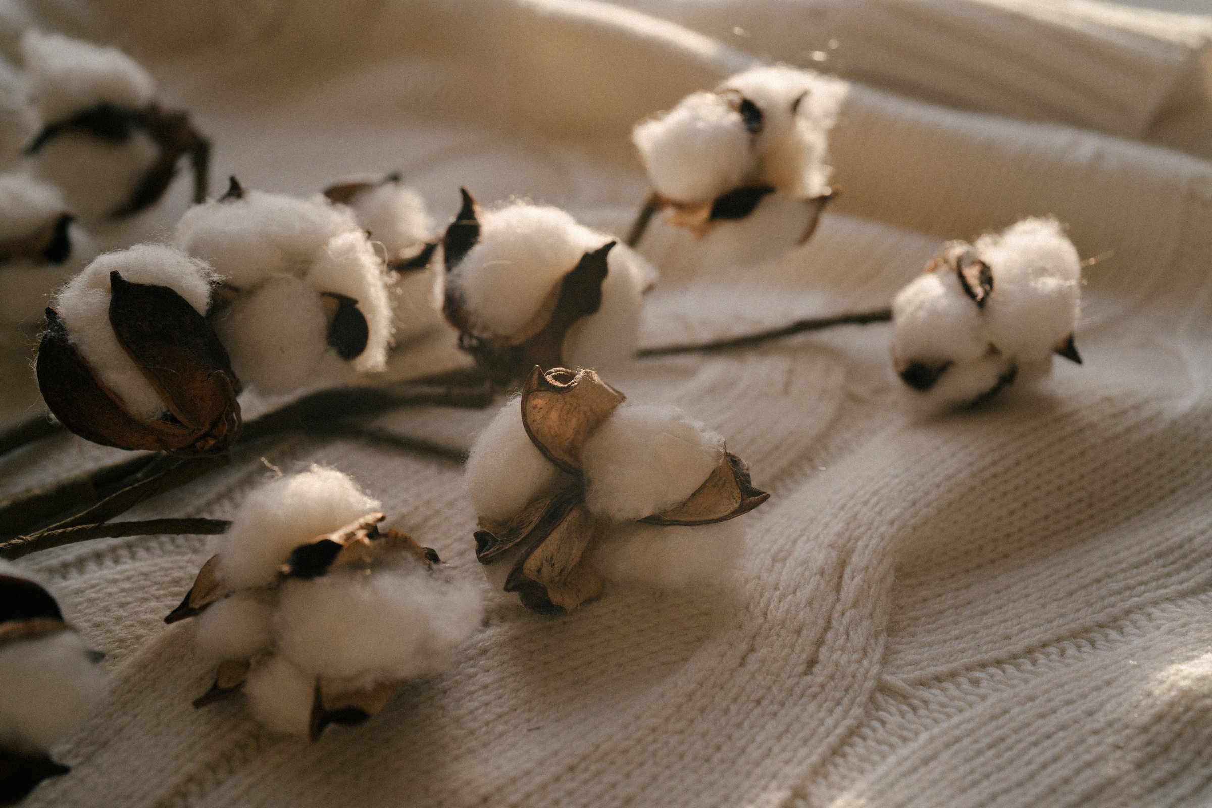 Christmas or winter aesthetic decoration. Cotton flower branch on knitted soft woollen blanket plaid wrap. Copy space. Template. Background.