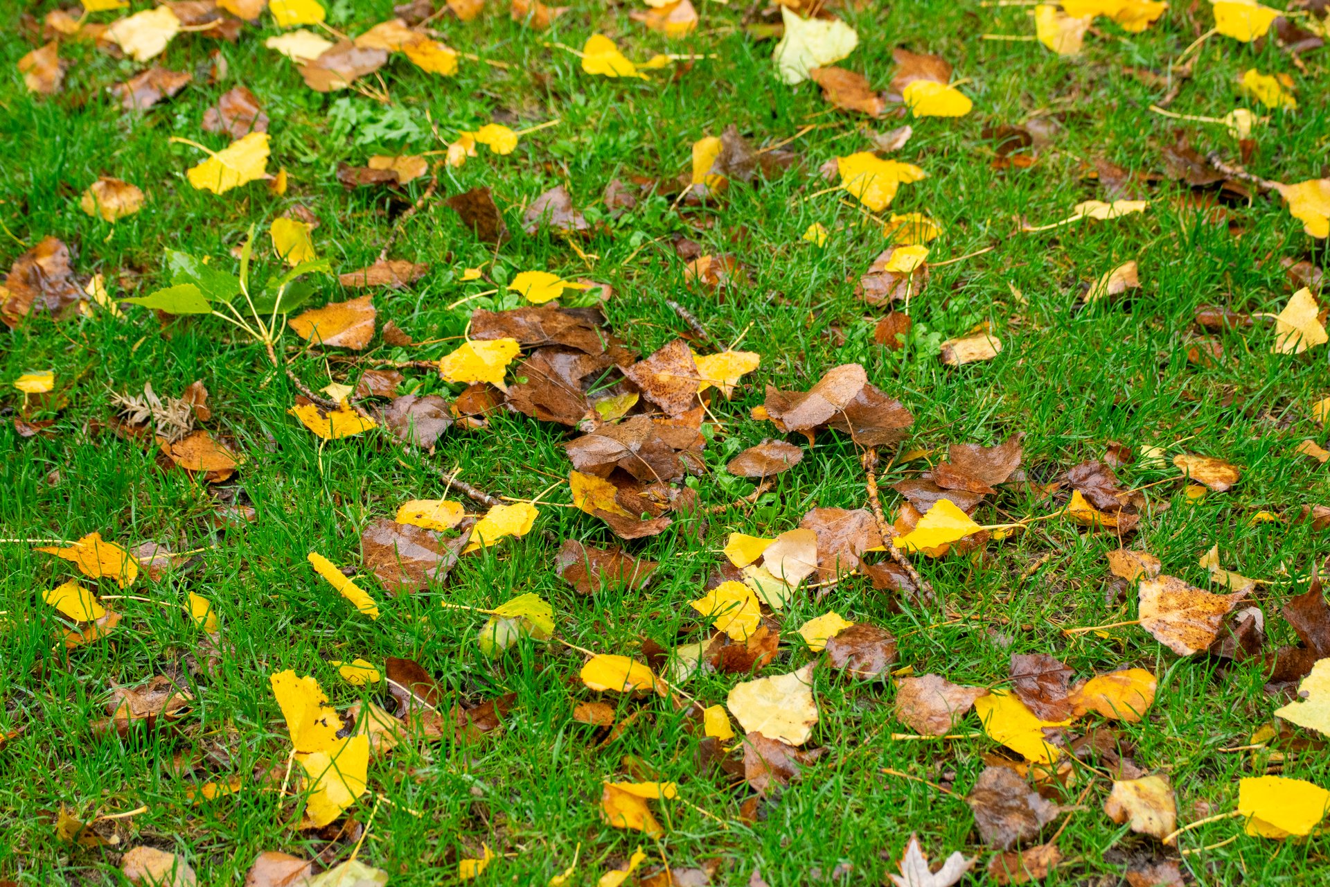 The concept of change and new beginnings in nature A New Beginning