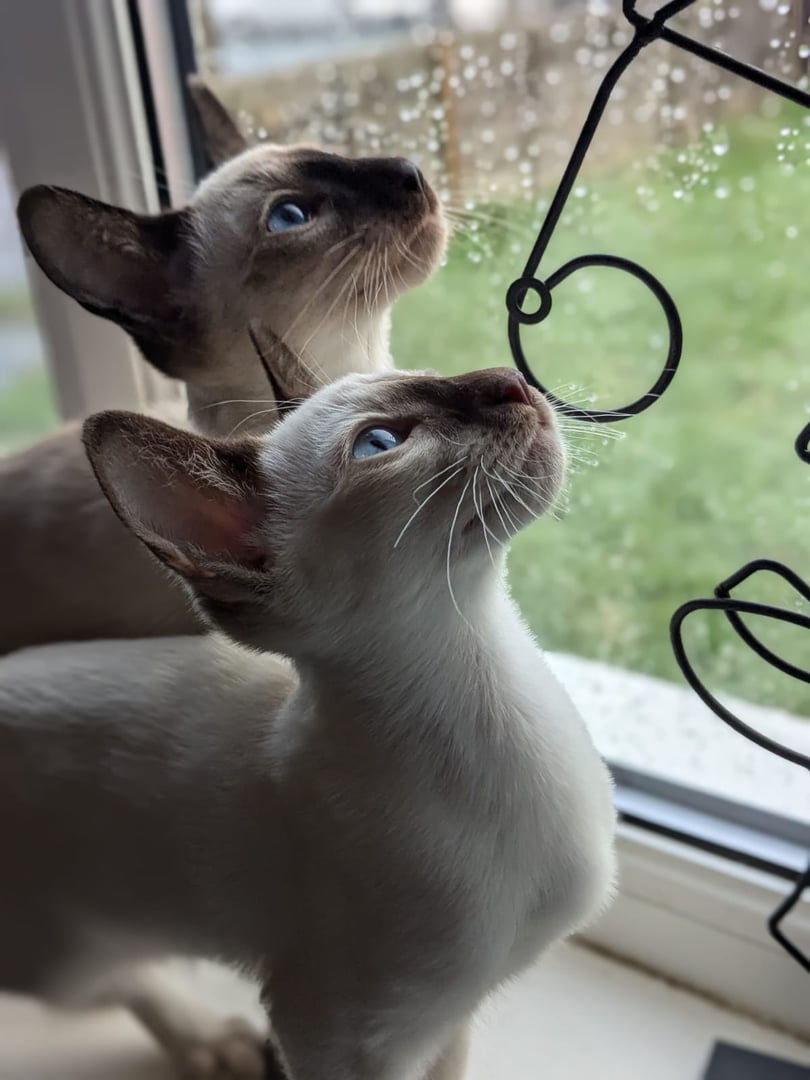 Beautiful cat with family