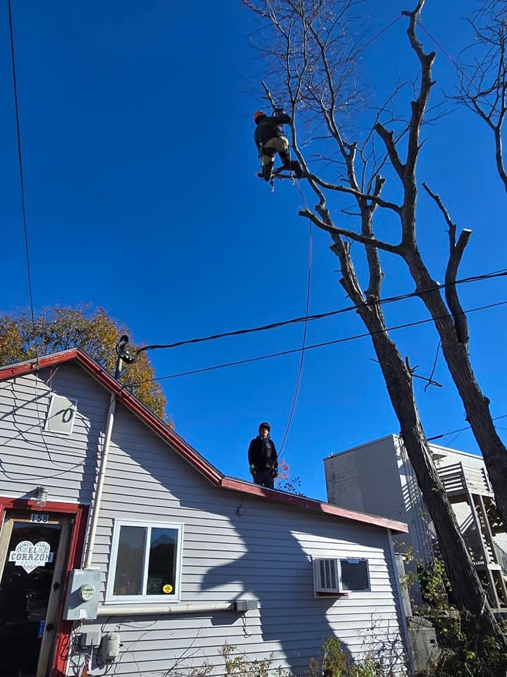 Tree Removal