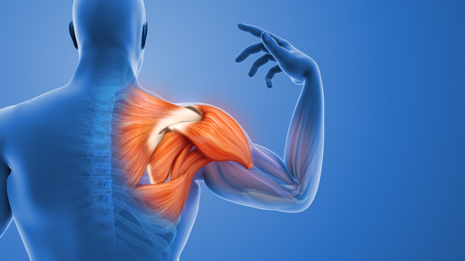 Inflamed shoulder muscle and painful joint anatomy